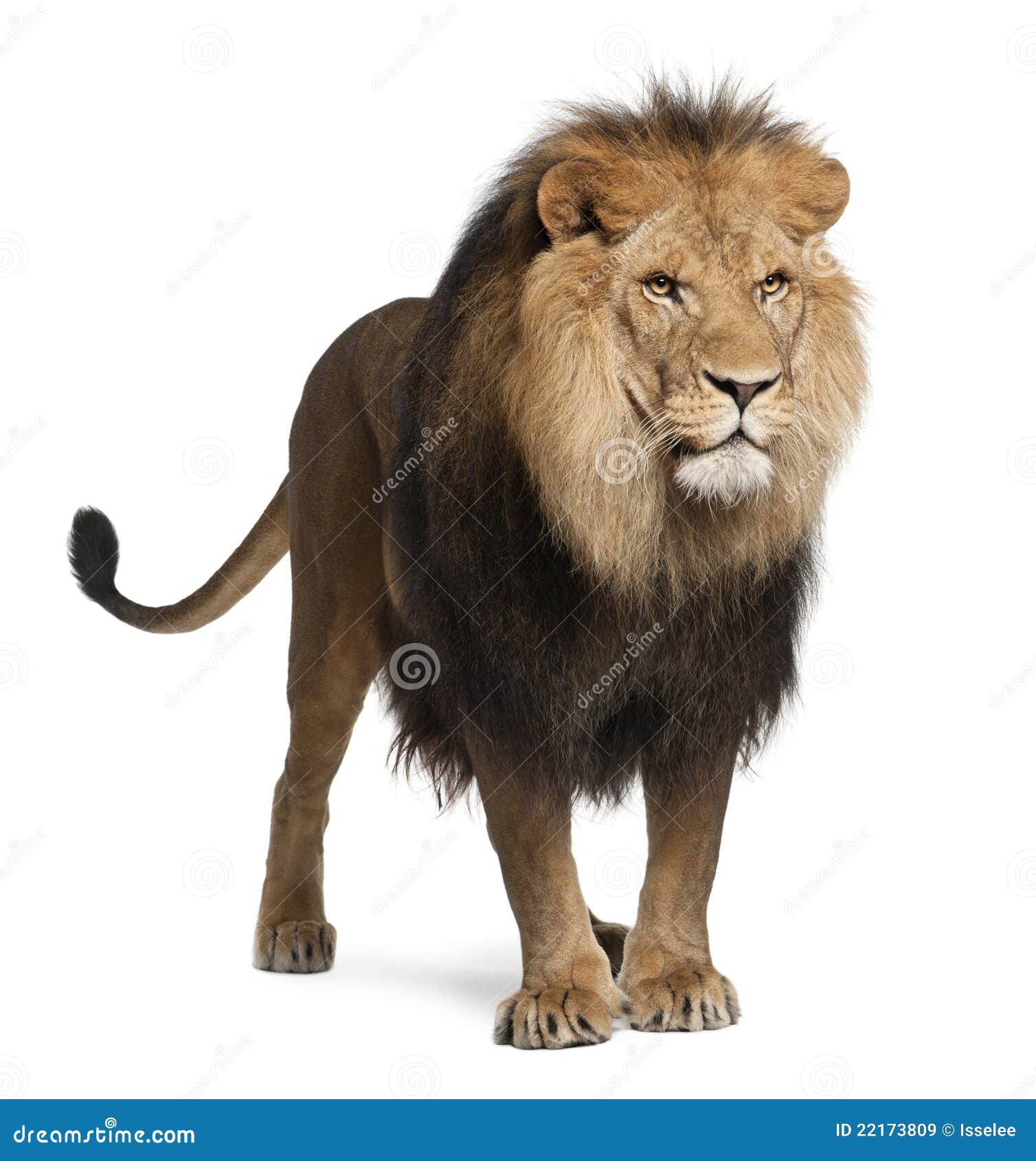 lion, panthera leo, 8 years old, standing