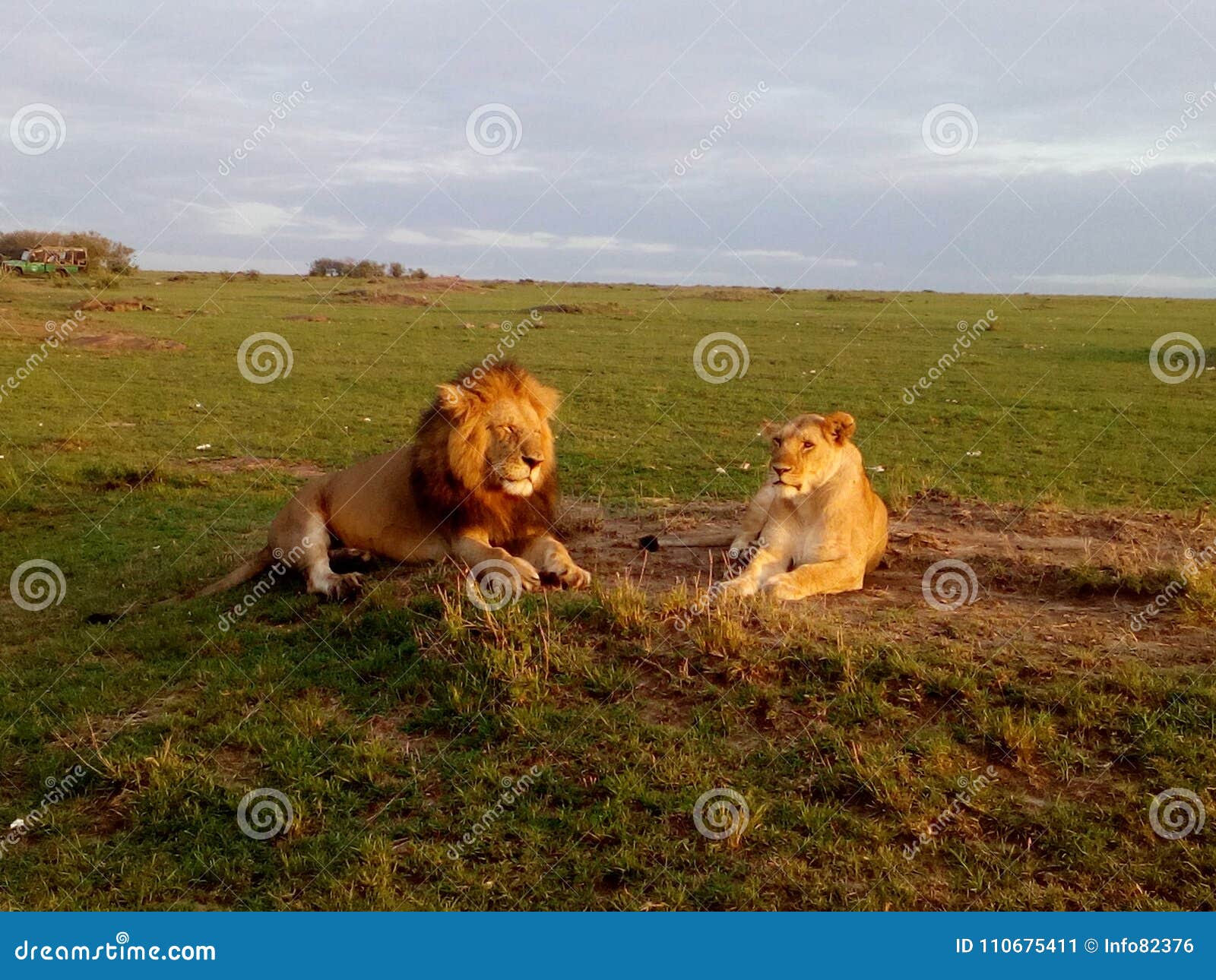 lion panthera leo.simba ,honey moon time or mating time