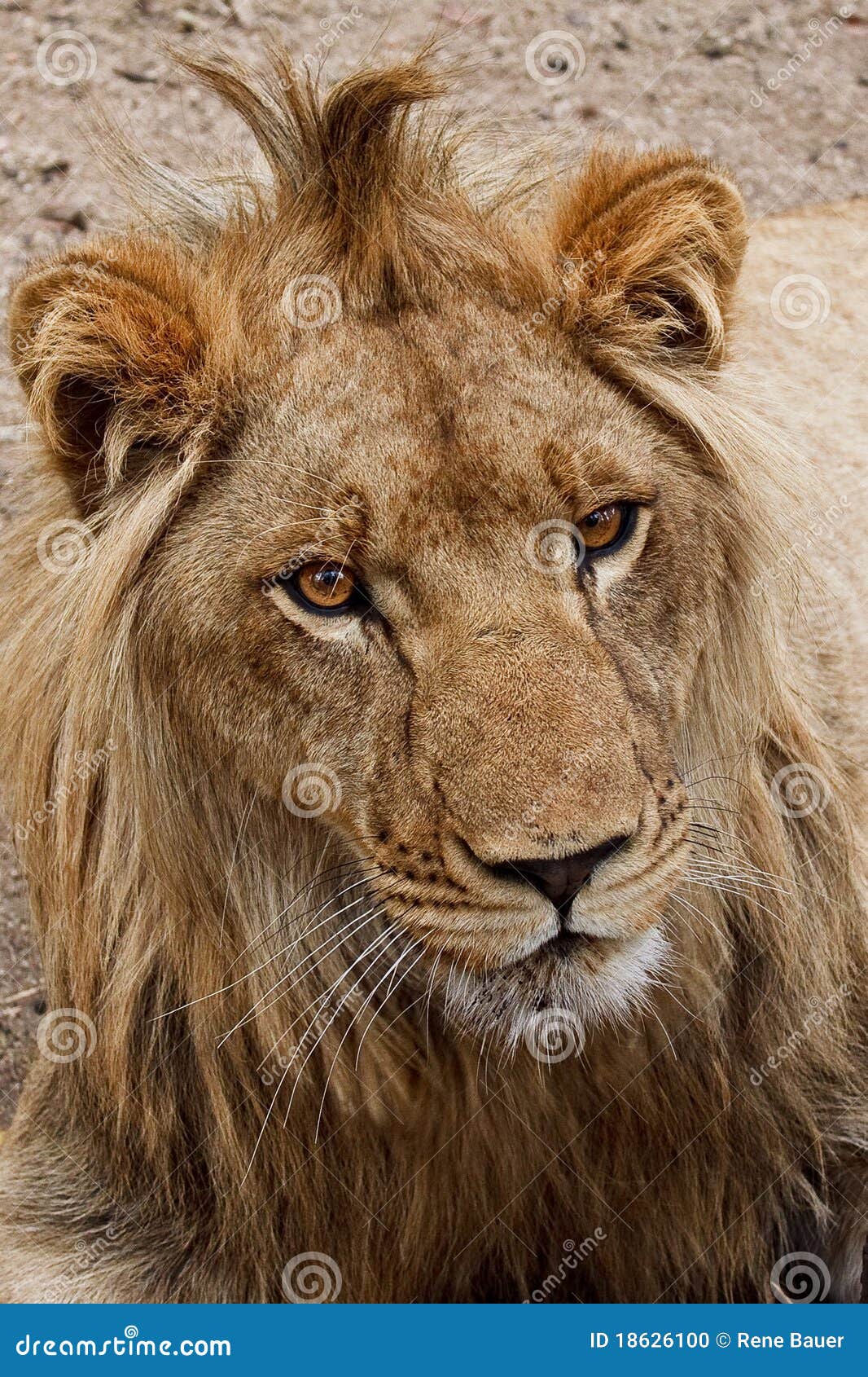 Lion Portrait Stock Photo Image Of Africa Lion Mane 18626100