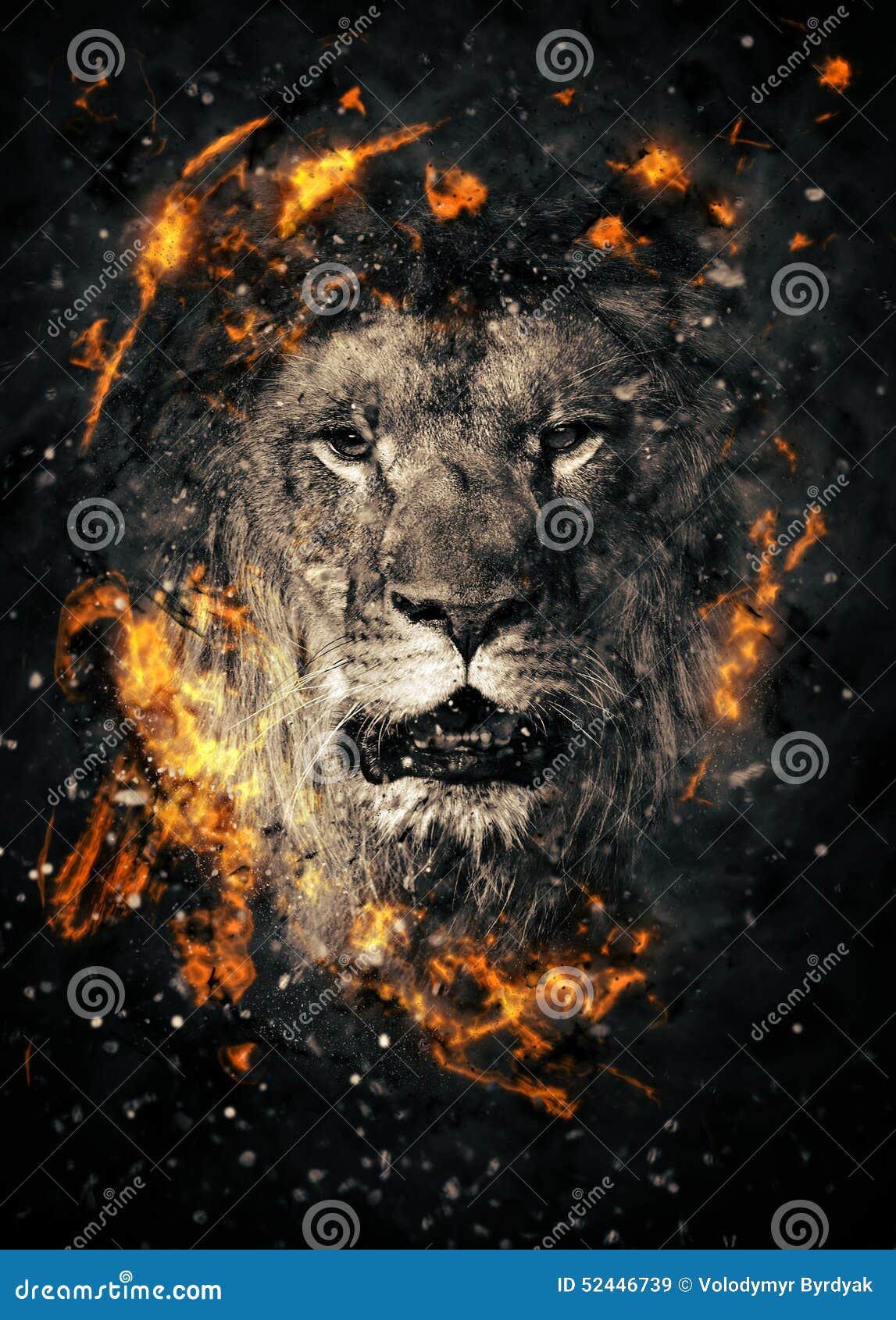 1500 Lion Fire Stock Photos Pictures  RoyaltyFree Images  iStock   Lion circus Sun Nature
