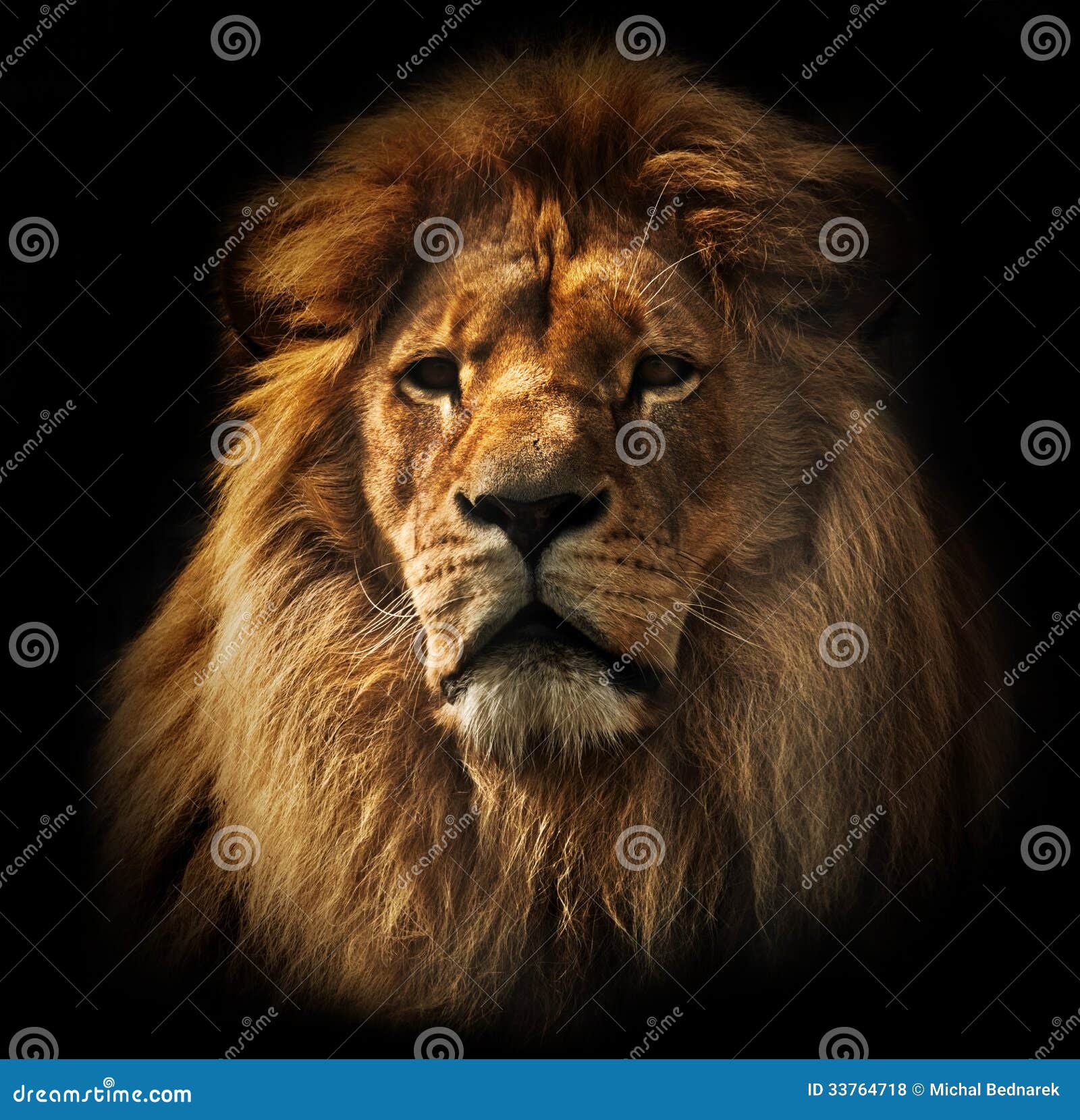 lion portrait with rich mane on black