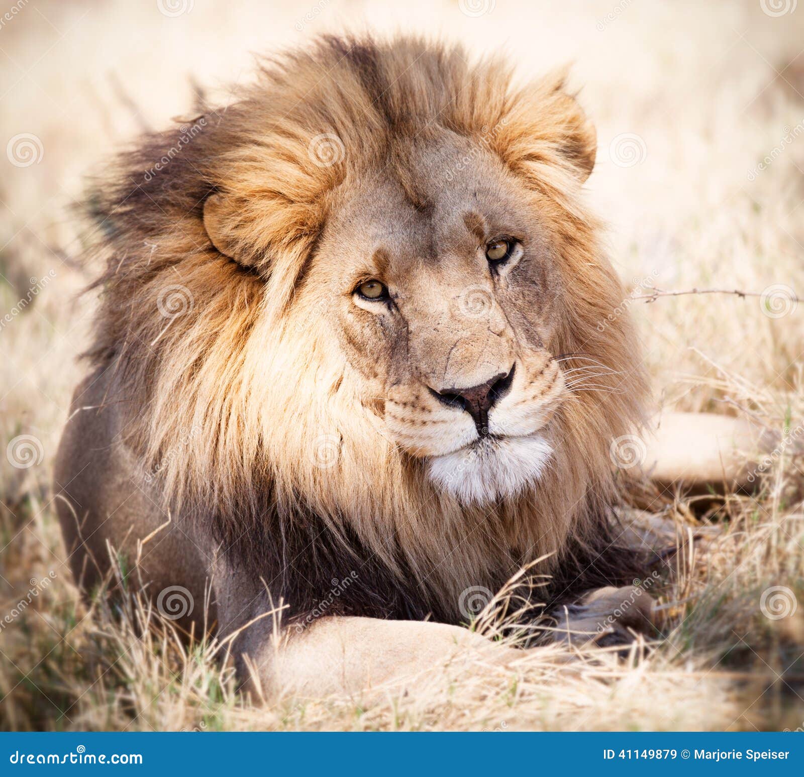 lion portrait watching intently in zambia africa