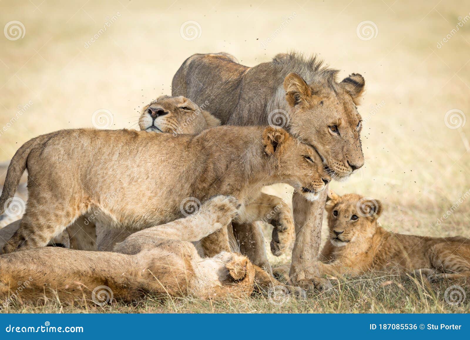 lion pride greeting each other and bonding showing affection in masai mara kenya