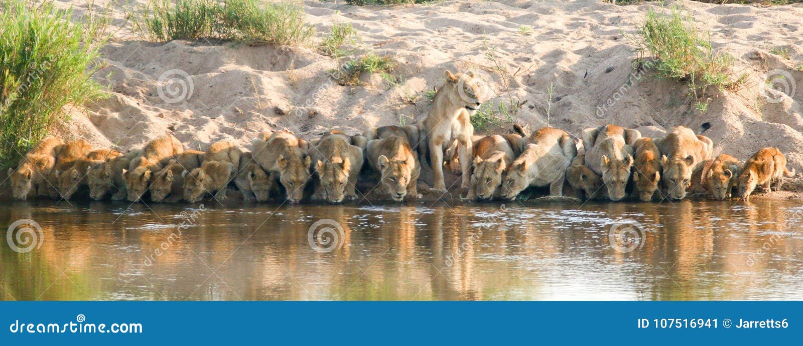 lion pride drinking in kruger national park south africa