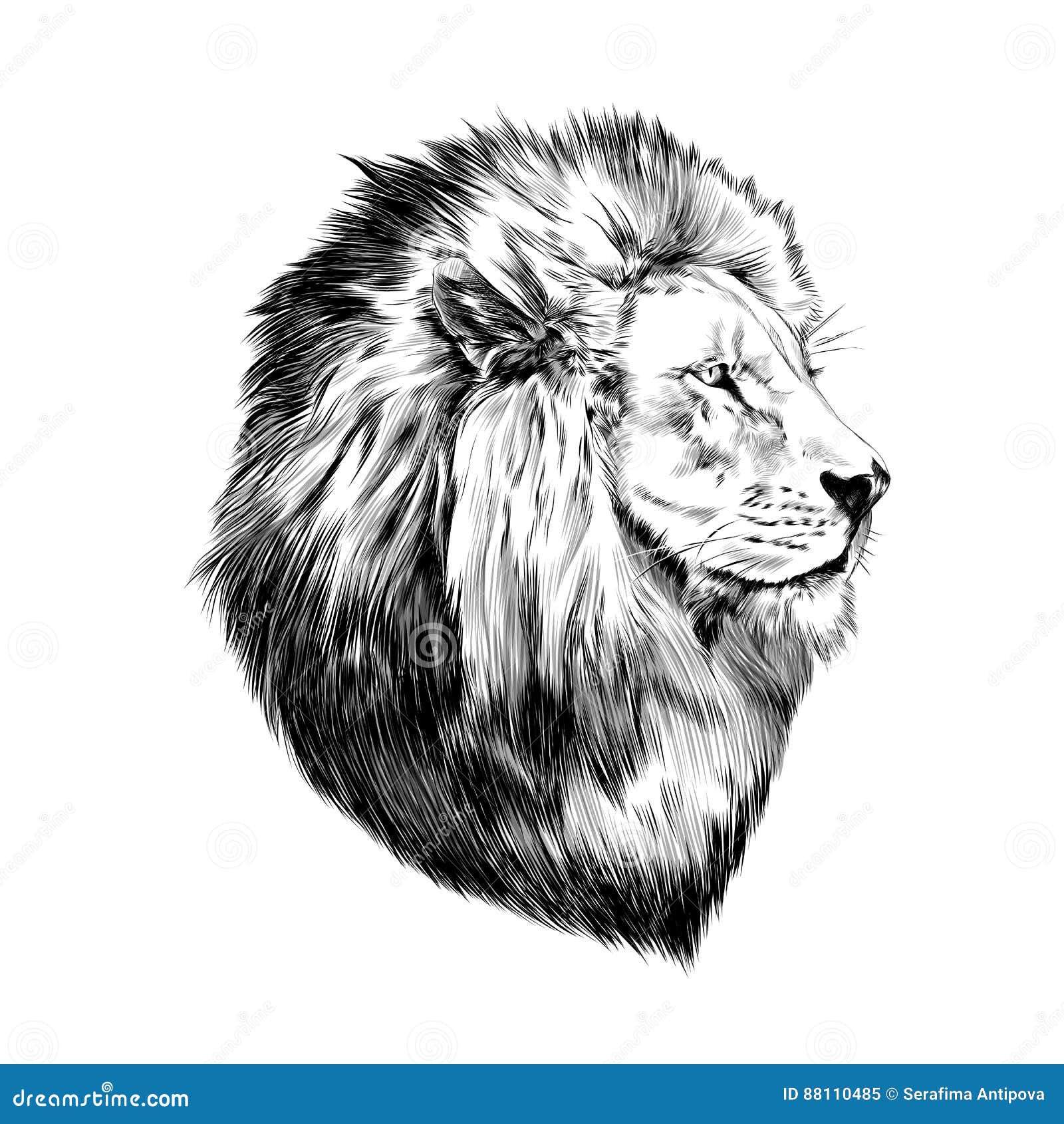 Premium Vector | Portrait drawing of angry lion head engraving vector  illustration