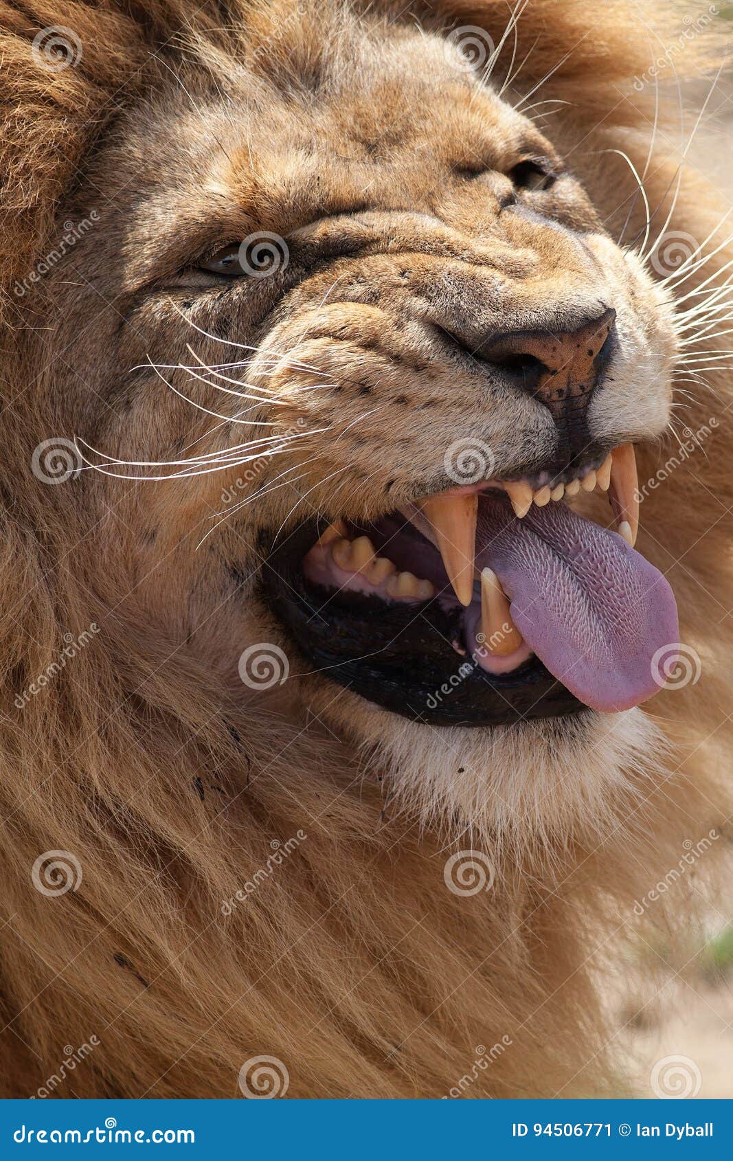6,751 Funny Lion Stock Photos - Free & Royalty-Free Stock Photos from  Dreamstime