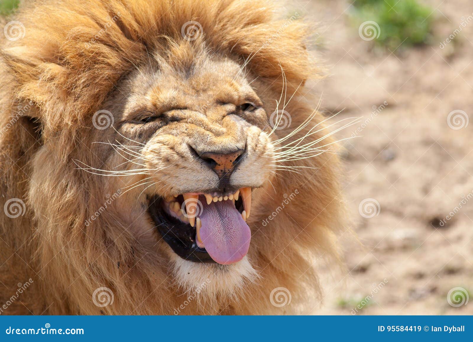lion pulling a funnny face. animal tongue and canine teeth.