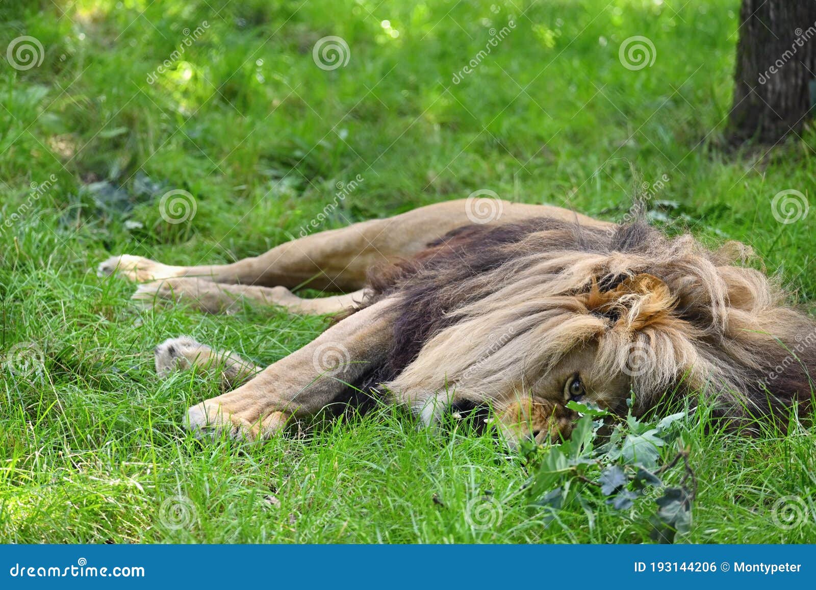 Lion Qui Se Retrouvent Aussi Bien Dans Lherbe Fond De Nature Avec L