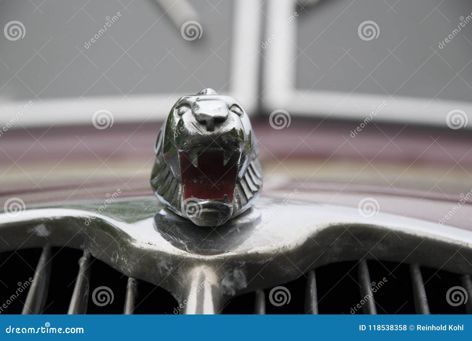 Lion on an red car editorial stock photo. Image of closeup 118538358