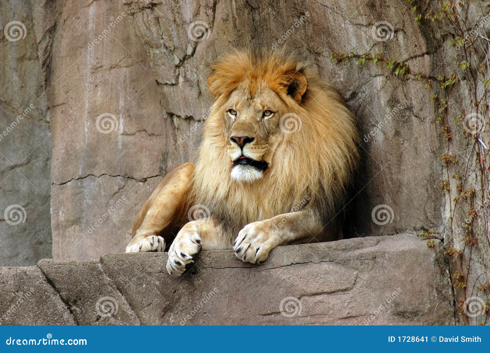 lion resting on a rock ledge at brookfield zoo