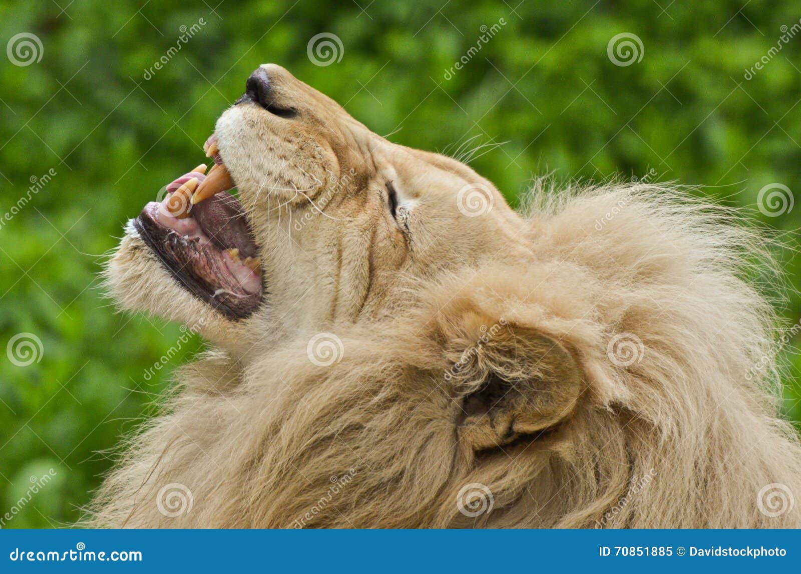 Lion Roar stock image. Image of growling, animal, roar 70851885