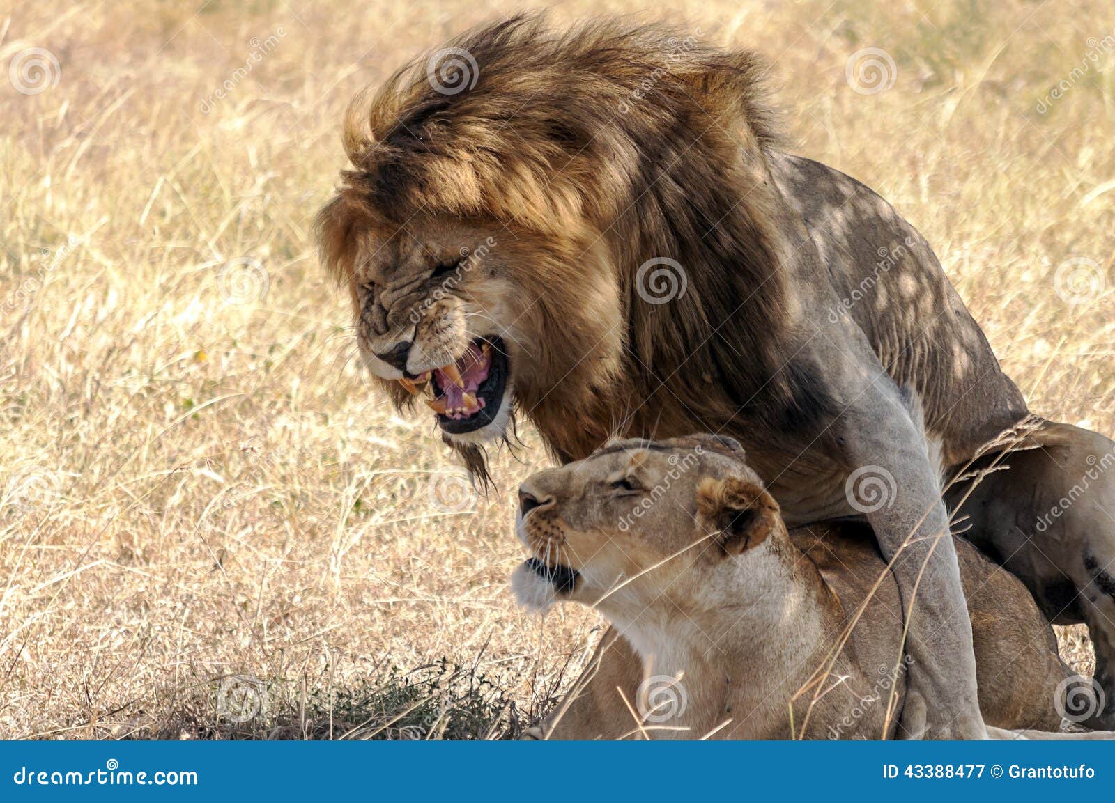 Suuny Lionesses Xxx Videos - Lion roaring with lioness stock image. Image of life - 43388477