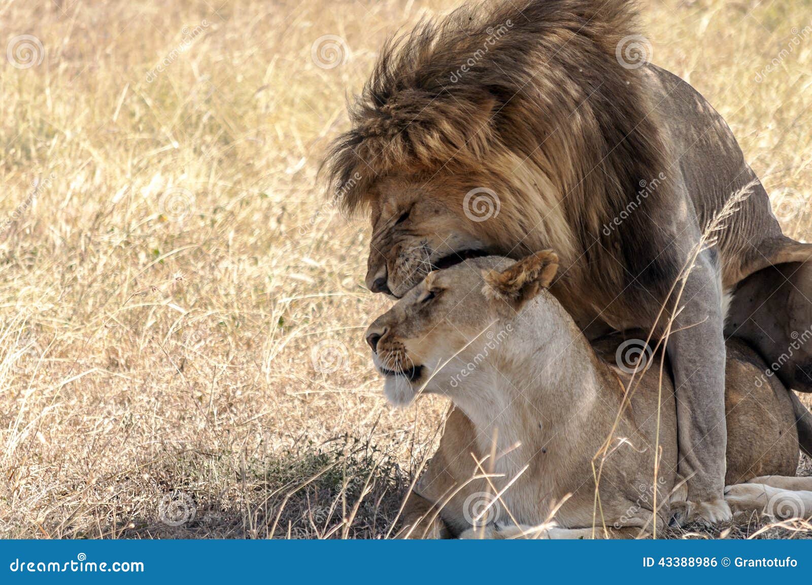 Sunny Lionesses Xxx V D - Lion roaring with lioness stock photo. Image of national - 43388986