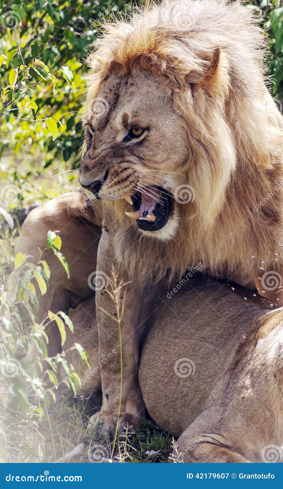 Sunny Lionesses Xxx V D - Lion Roaring Over a Lioness Stock Image - Image of animal, carnivore:  42179607