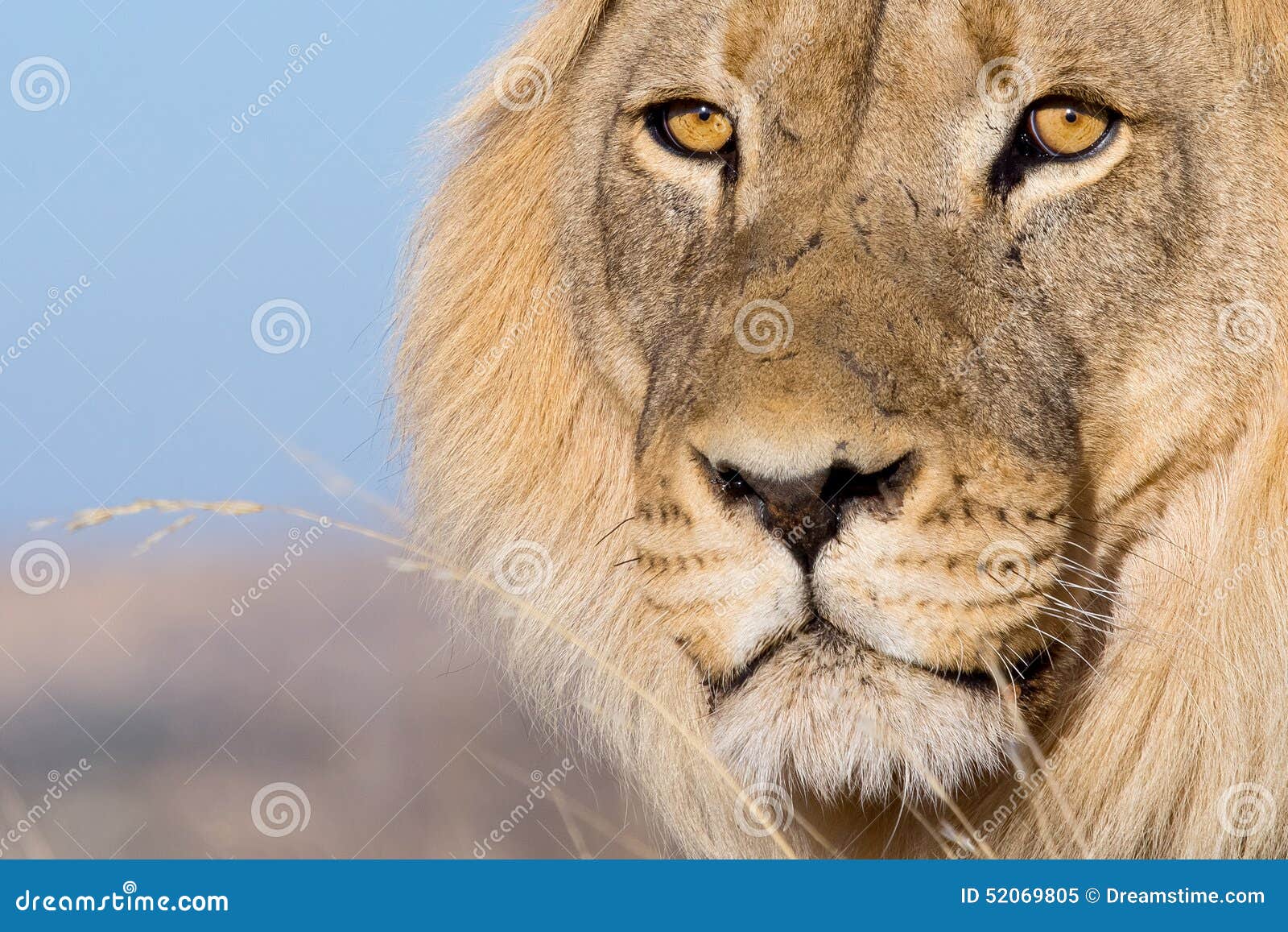 Lion s eyes stock image. Image of africa, straight, looking 52069805