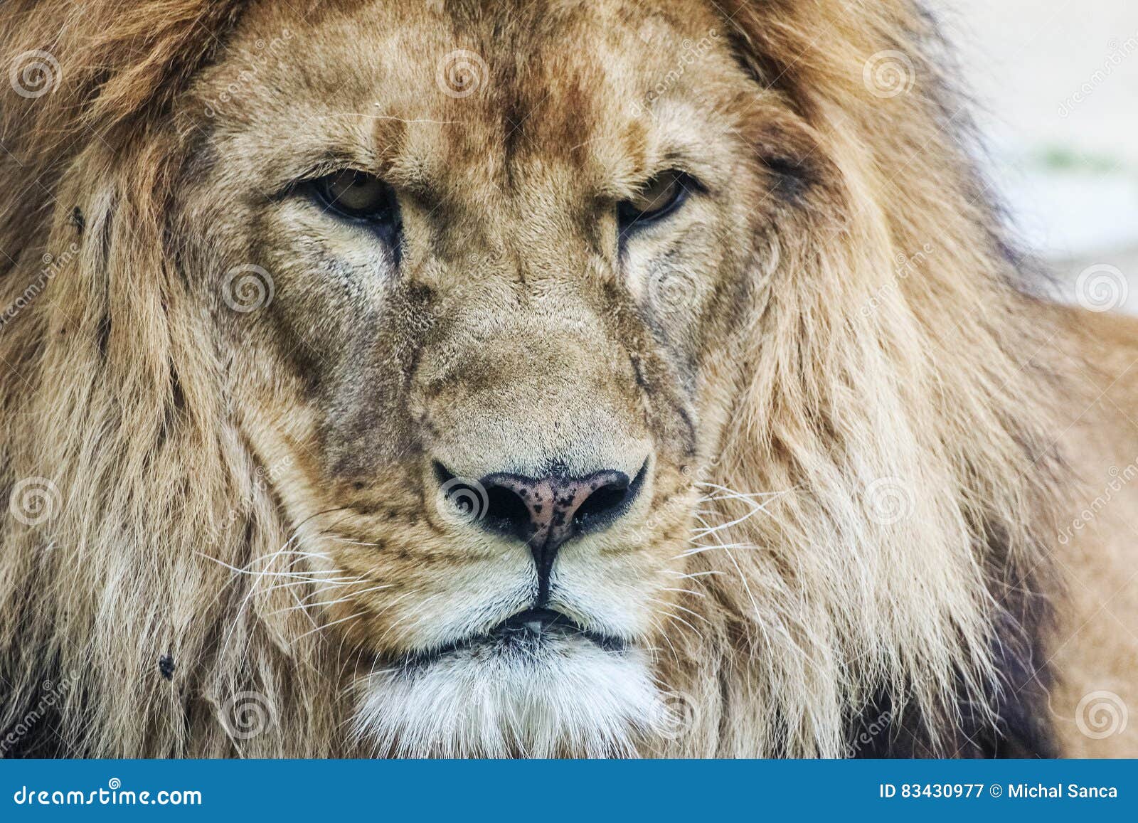 lion`s head. king of animals