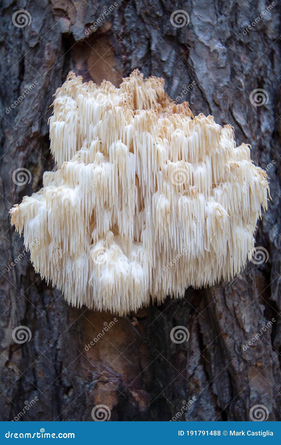 lion`s mane mushroom hericium erinaceus