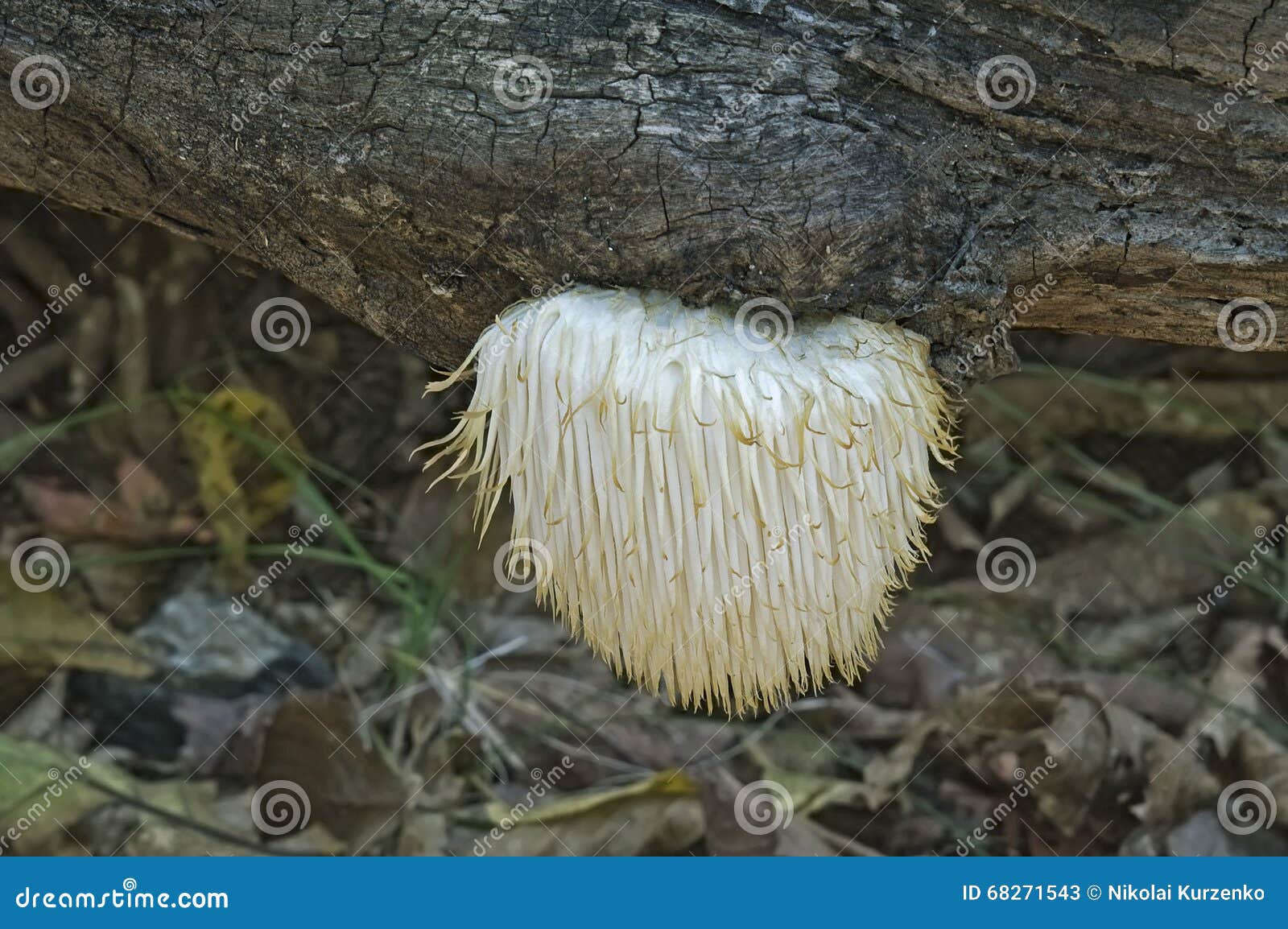 lion's mane mushroom (hericium erinaceus)