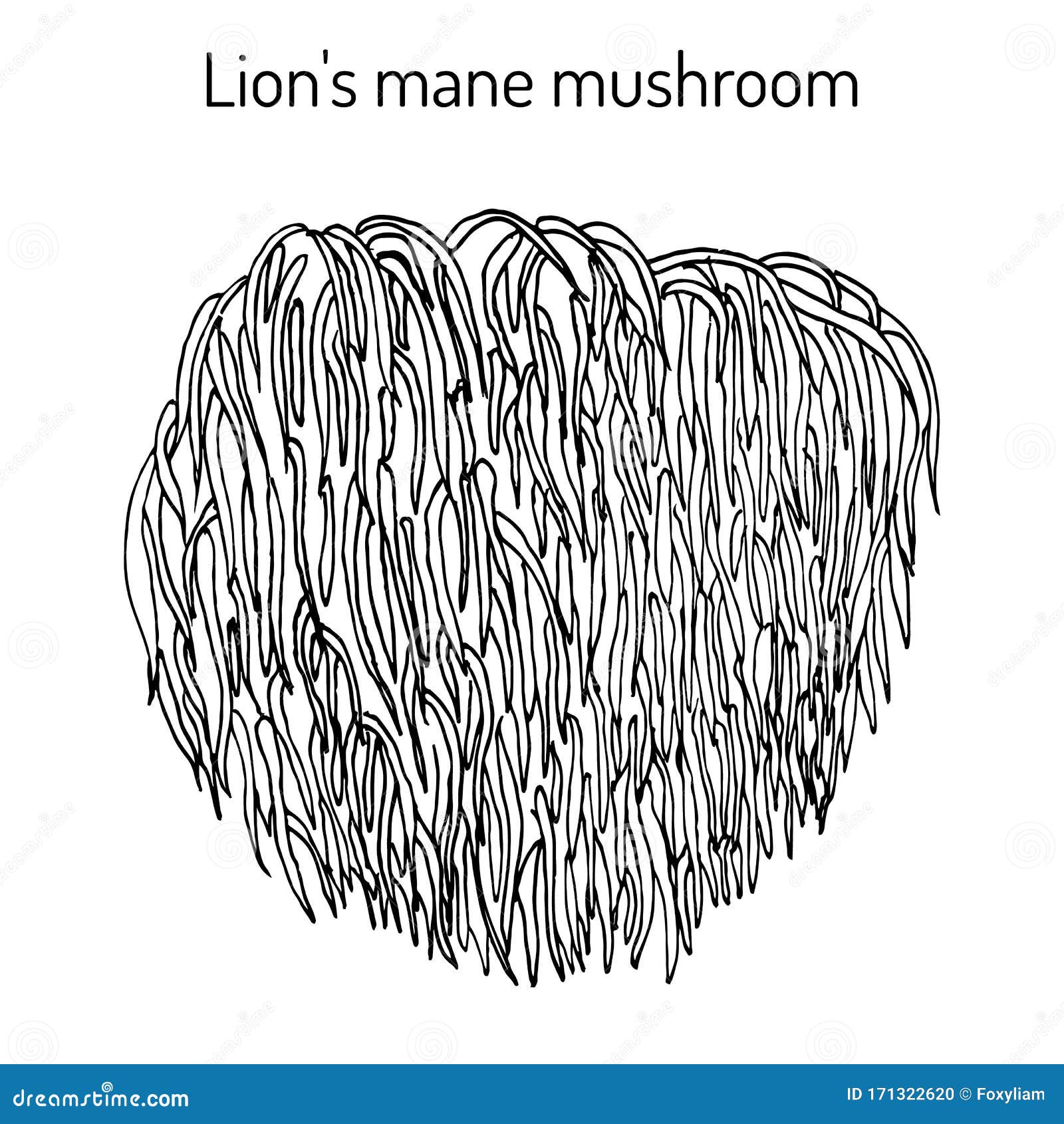 lion s mane mushroom hericium erinaceus , edible and medicinal plant