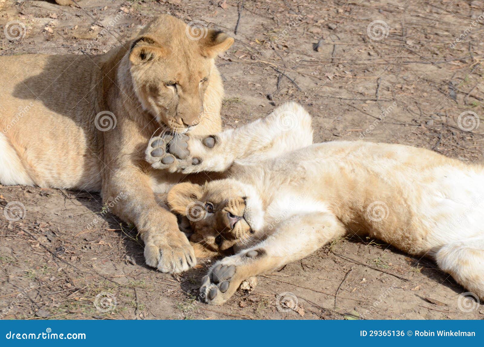 lion sisters cuddle