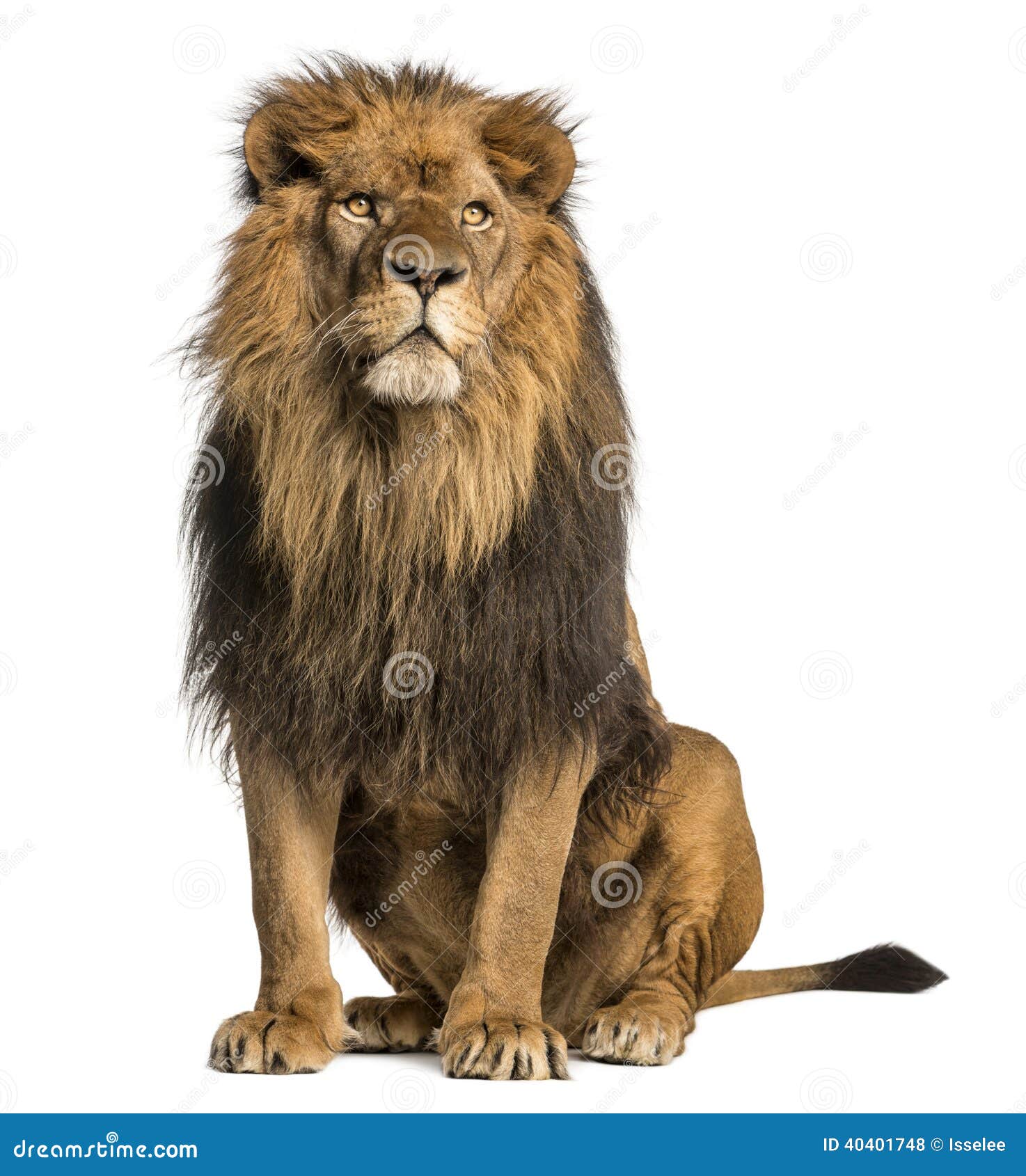 lion sitting, looking away, panthera leo, 10 years old