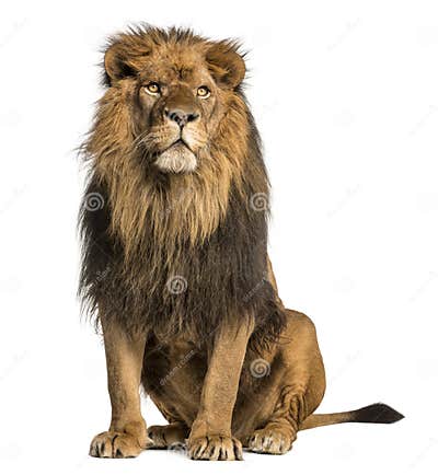 Lion Sitting, Looking Away, Panthera Leo, 10 Years Old Stock Photo ...