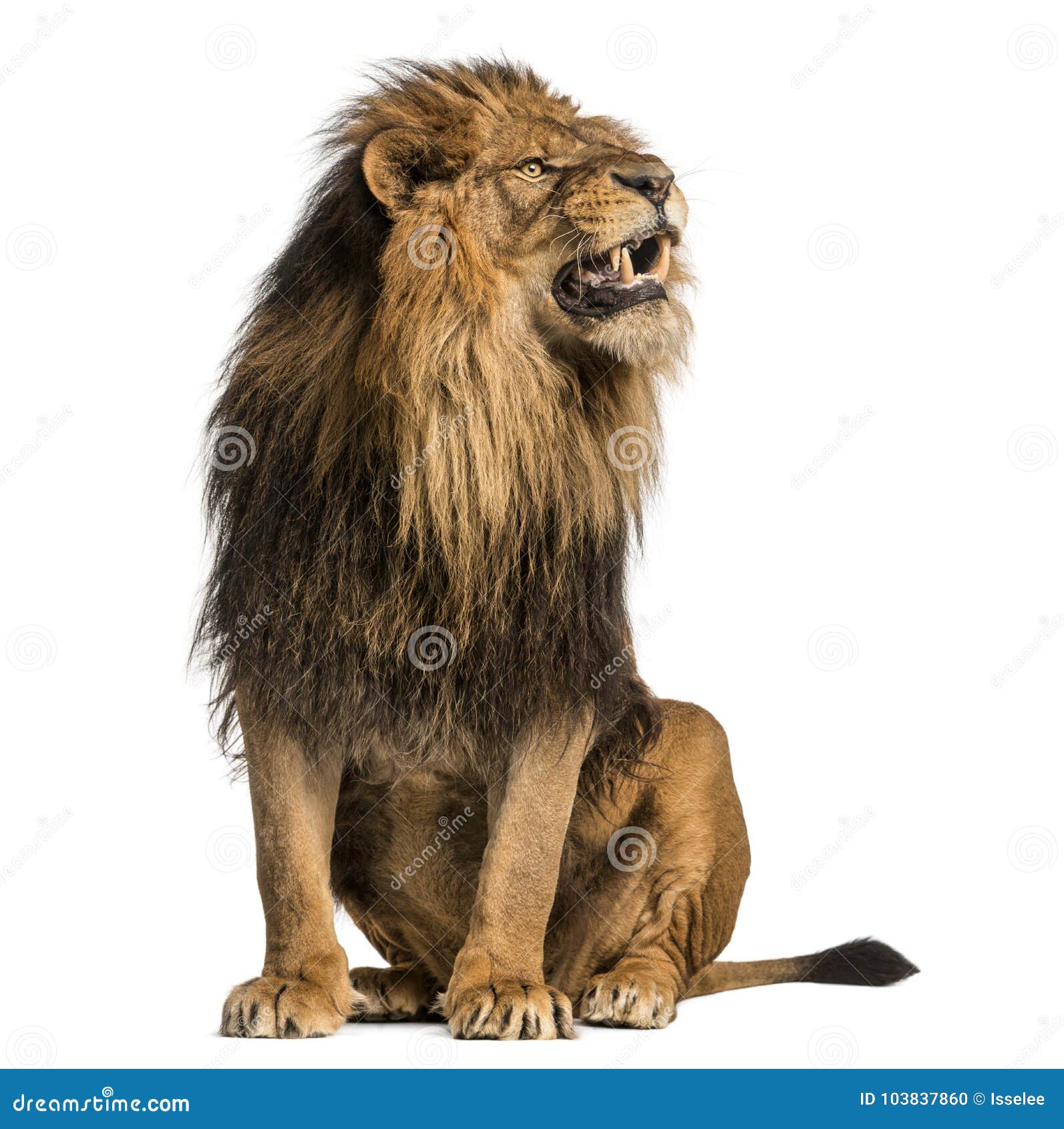 Lion Sitting, Roaring, Panthera Leo, 10 Years Old, Isolated on W ...