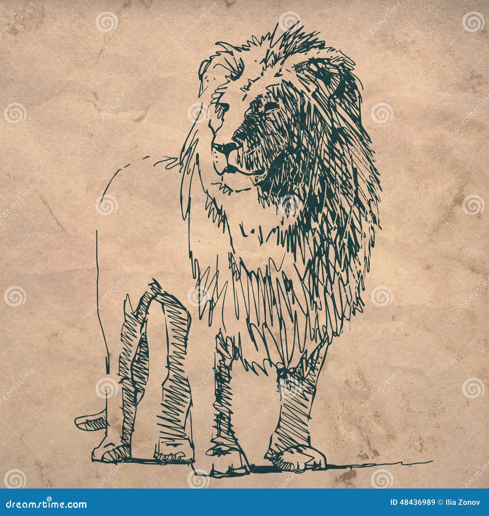 Lion Sketch Drawing on Crumpled Texture Paper Stock Illustration