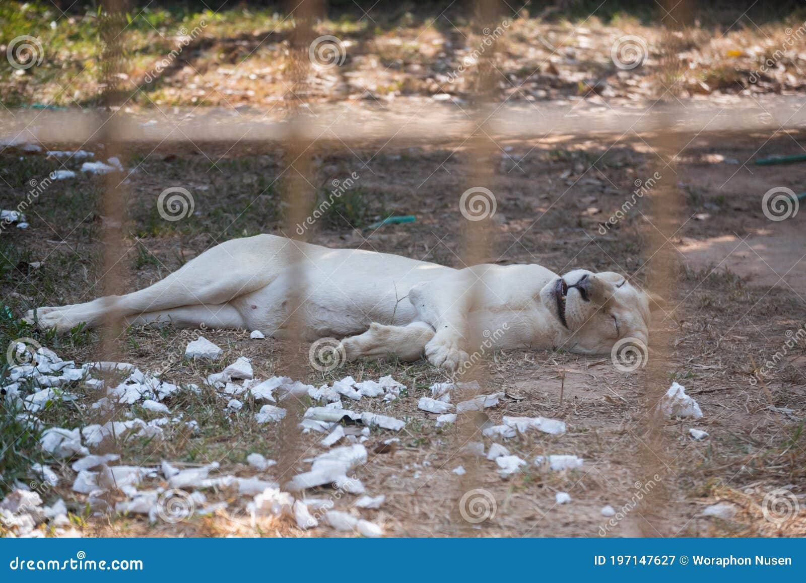 Lion Sleep in the Cage at the Zoo Stock Image Image of brown