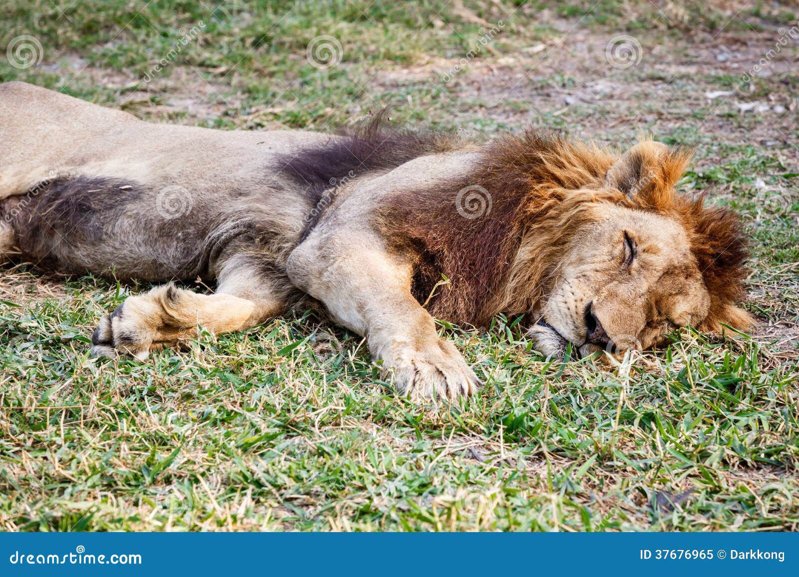 A lion sleep during the day. Сколько спят львы. Поза спящего Льва.