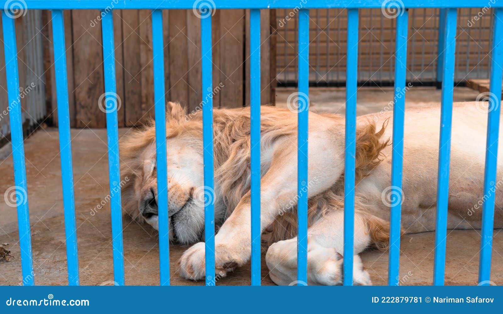 Lion Sleeps in a Cage at the Zoo Stock Image Image of brown, timber