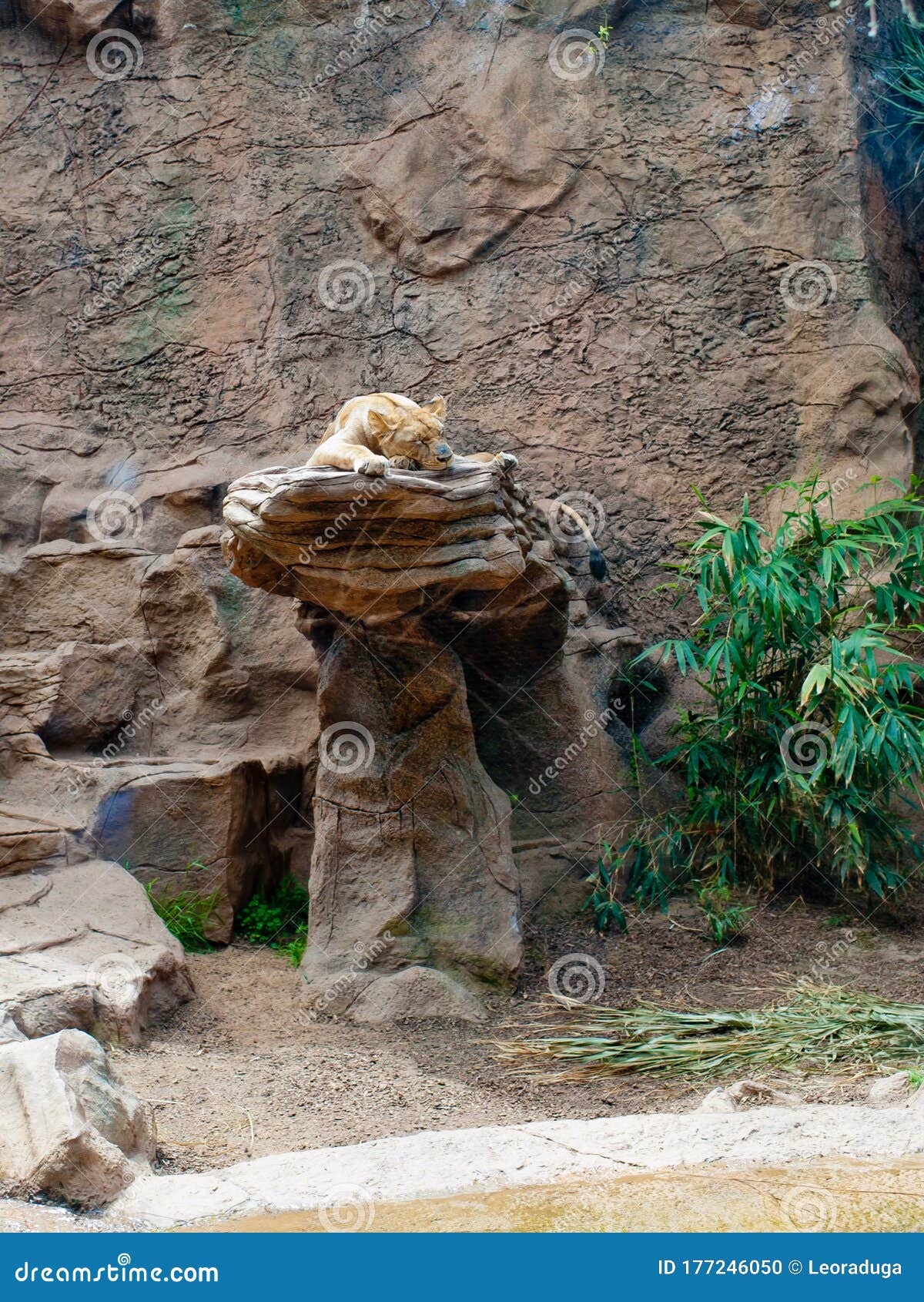 The Lion Sleeps on a Stone in the Zoo. Stock Photo Image of africa