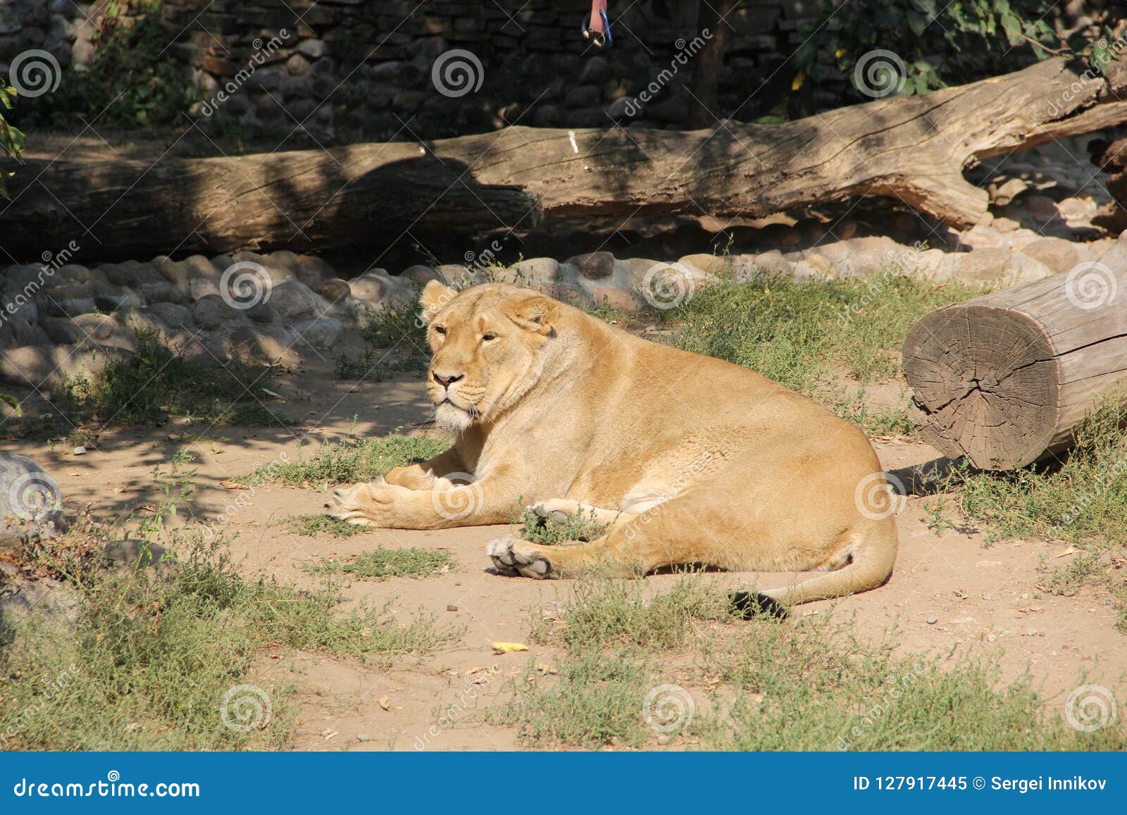 The lion sleeps in the zoo stock image. Image of nature 127917445