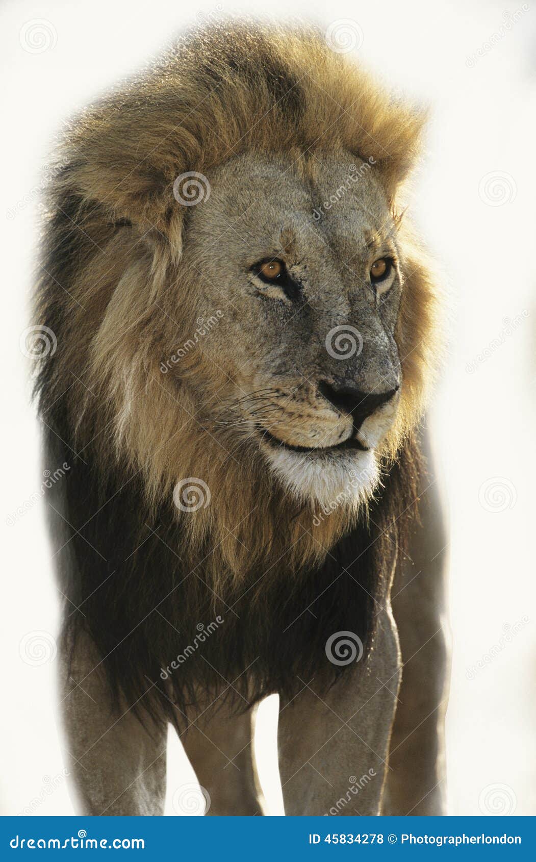 Lion Standing and Looking Away Over White Background Stock Photo