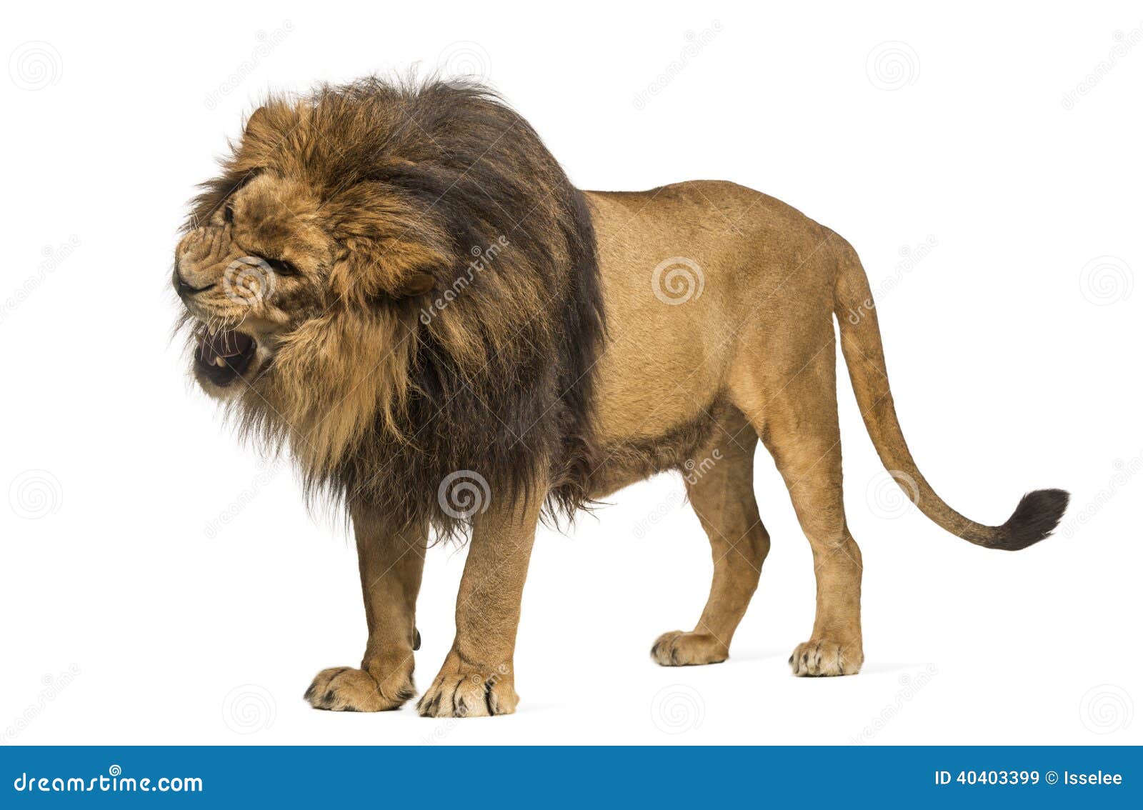 lion standing, roaring, panthera leo, 10 years old,  on