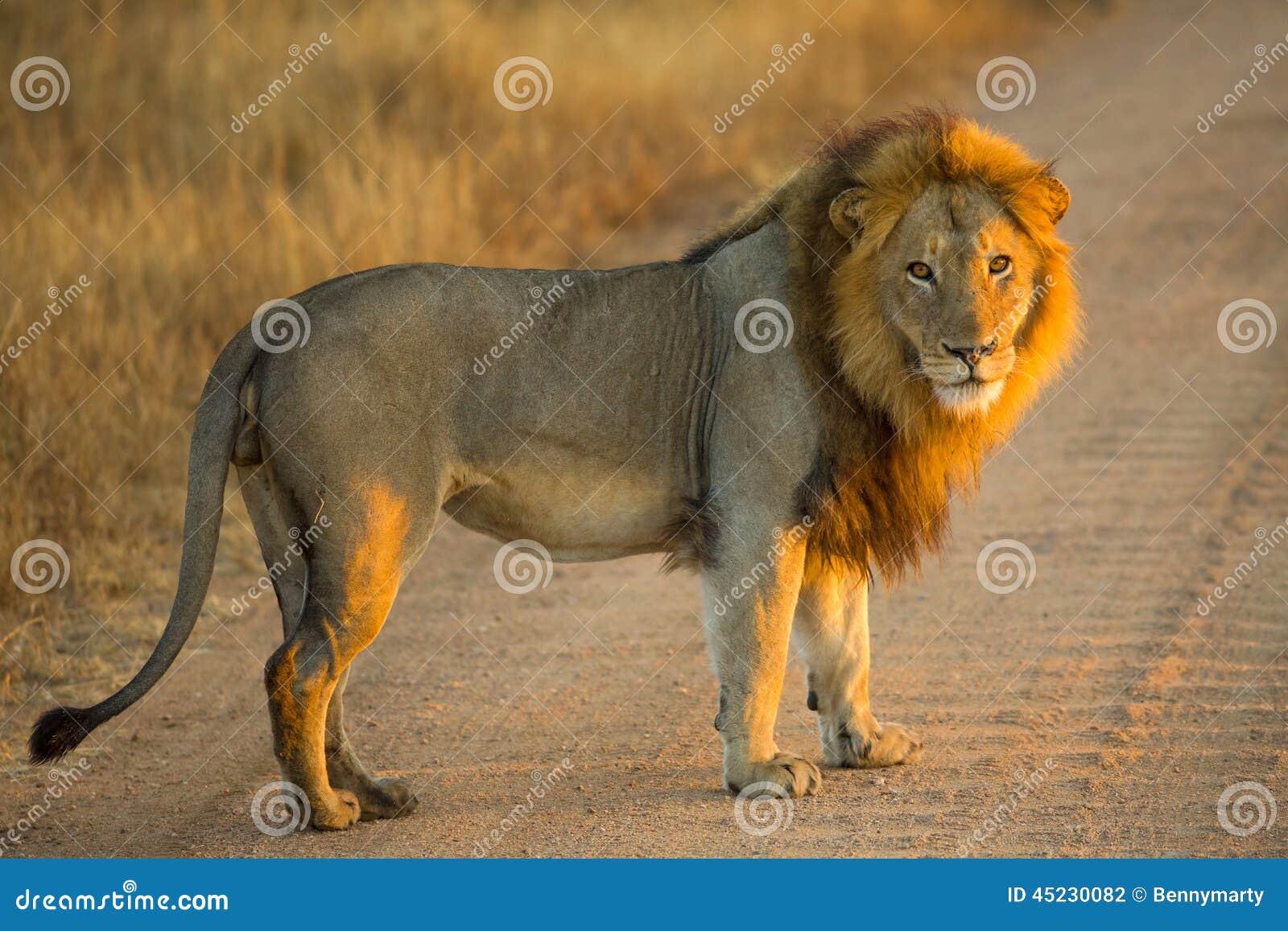 6,817 Lion Standing Stock Photos - Free & Royalty-Free Stock Photos from  Dreamstime