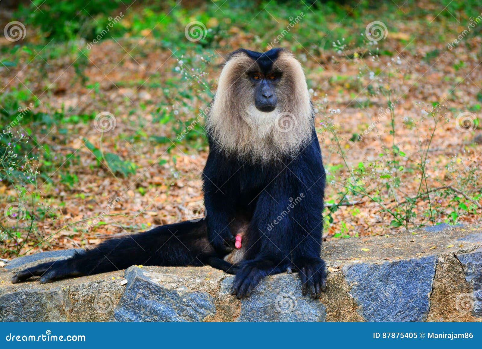 Lion tailed macaque stock image. Image of fresh, lion 87875405