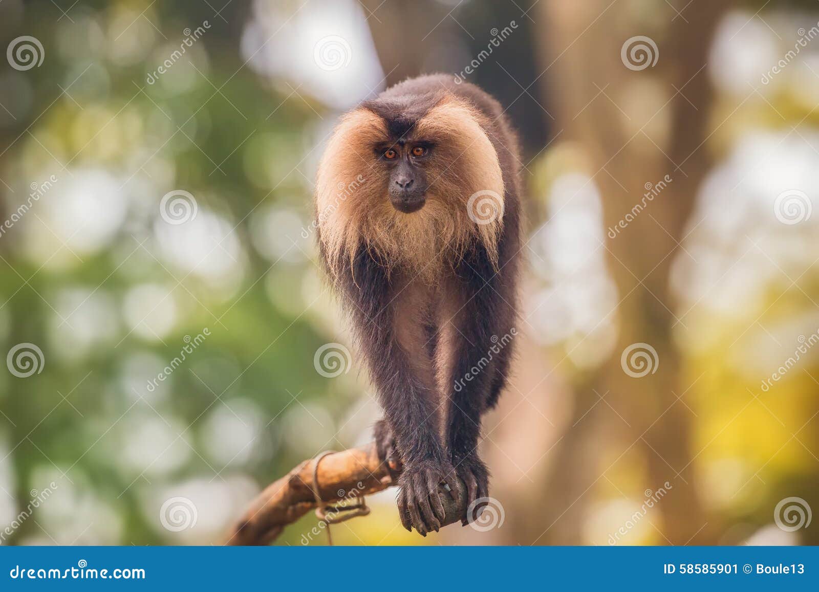 Lion Tailed Macaque Monkey among the Tree Stock Image Image of mane