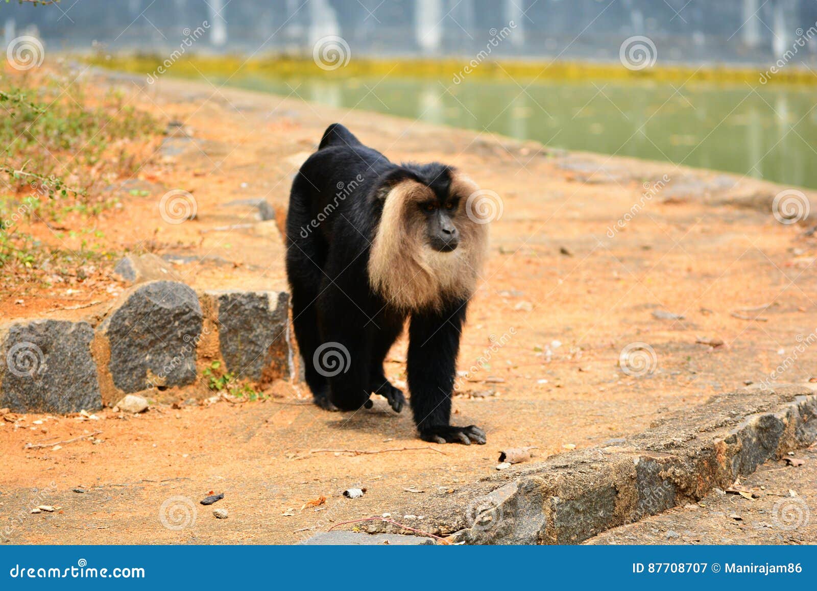 Lion tailed macaque stock image. Image of idea, green 87708707