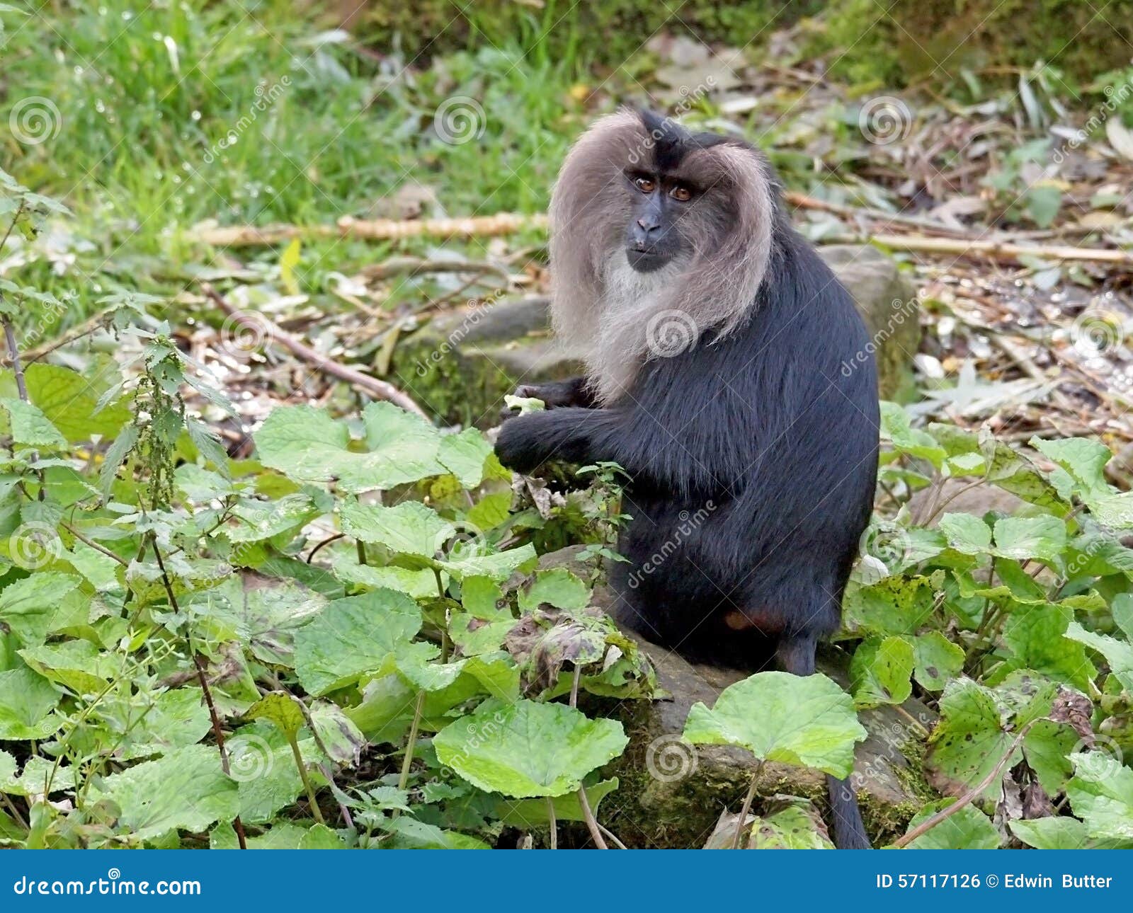 Lion tailed monkey stock photo. Image of lying, eyes 57117126