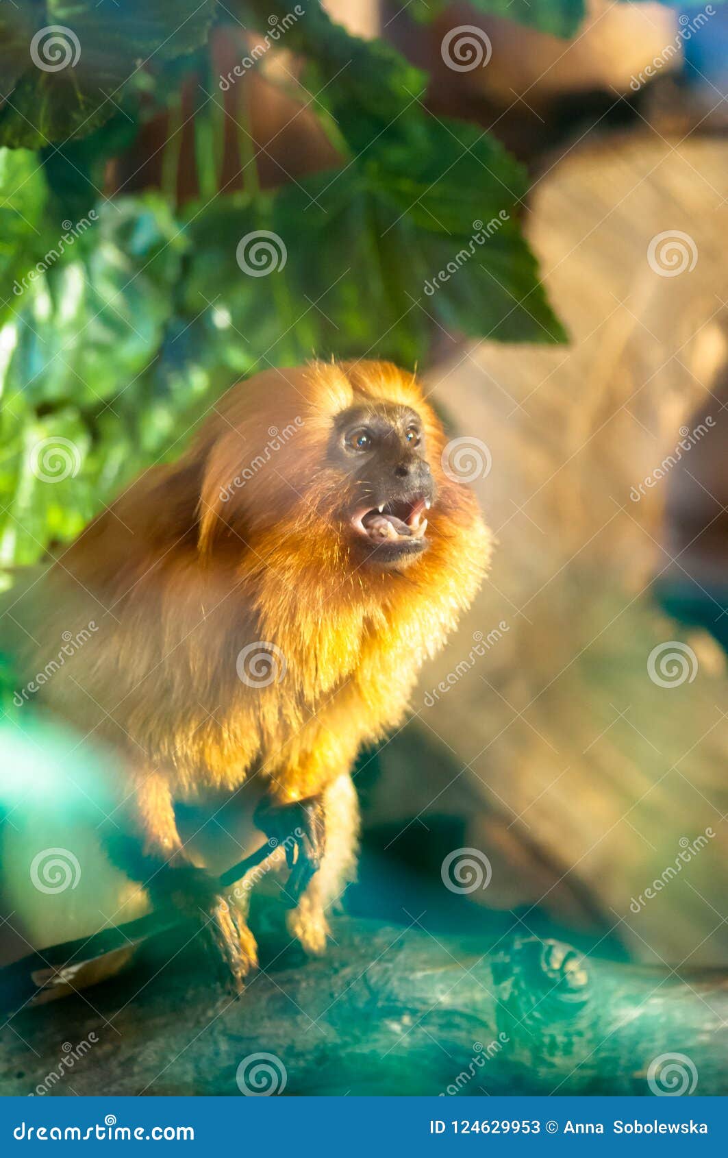 Lion Tamarin Monkey Screaming, Standing on the Wooden Platform among