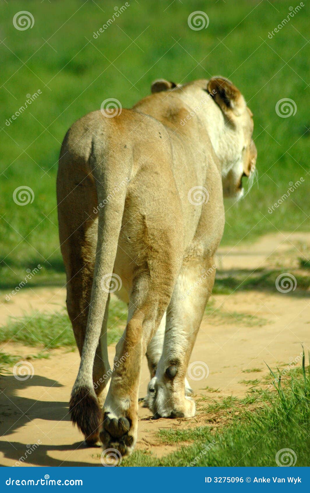 Lion walking away stock photo. Image of animals, animal - 3275096