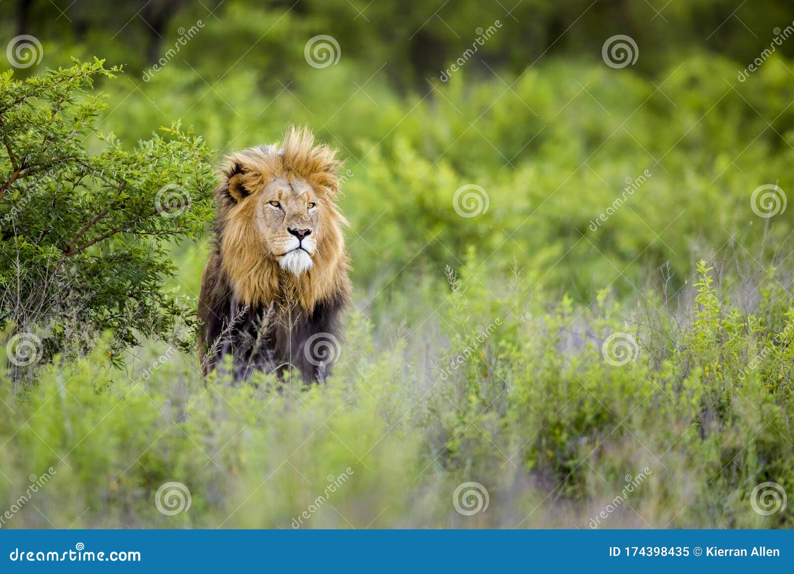 lion in wild in kruger south africa