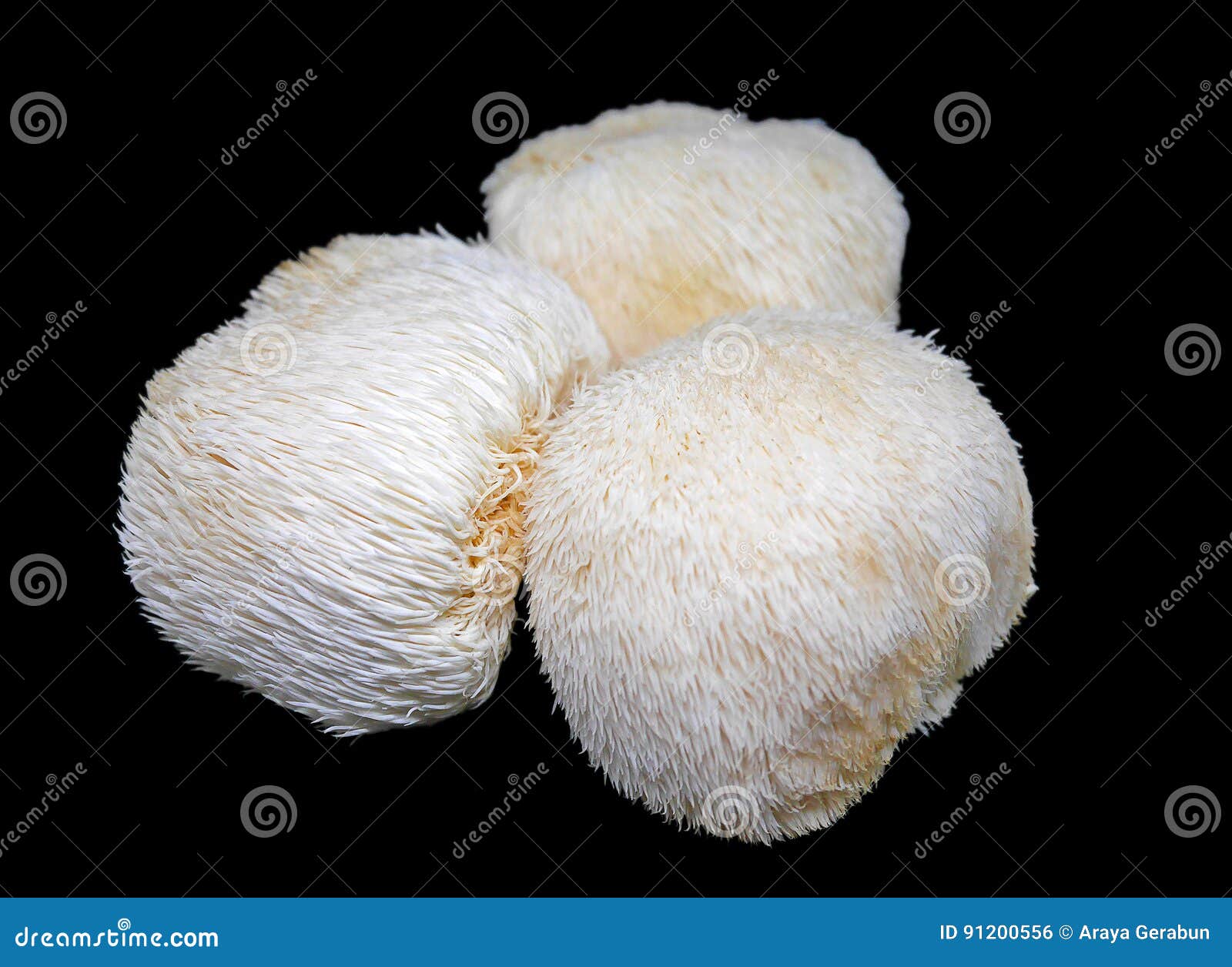 lion's mane mushroom on black background