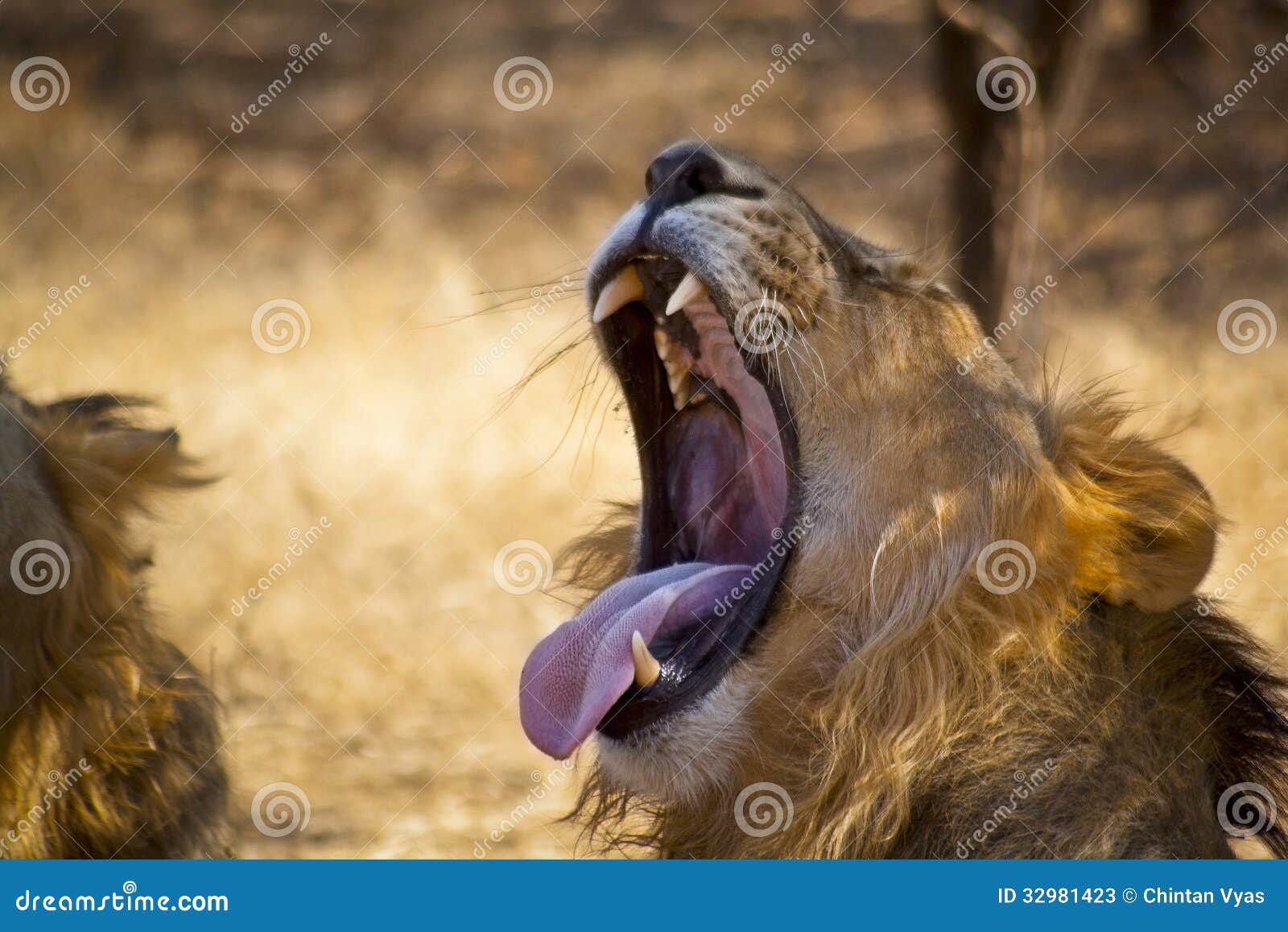Lion yawning 1 stock image. Image of feline, mane, male - 32981423 Lion yawning 1 stock image. Image of feline, mane, male - 32981423