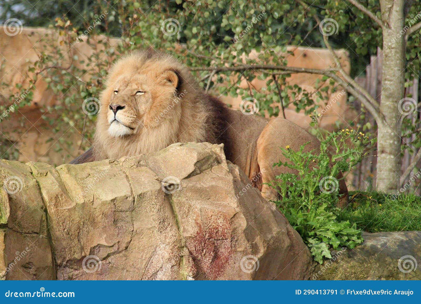 Lion france stock image. Image of wildlife, lion, mammal 290413791