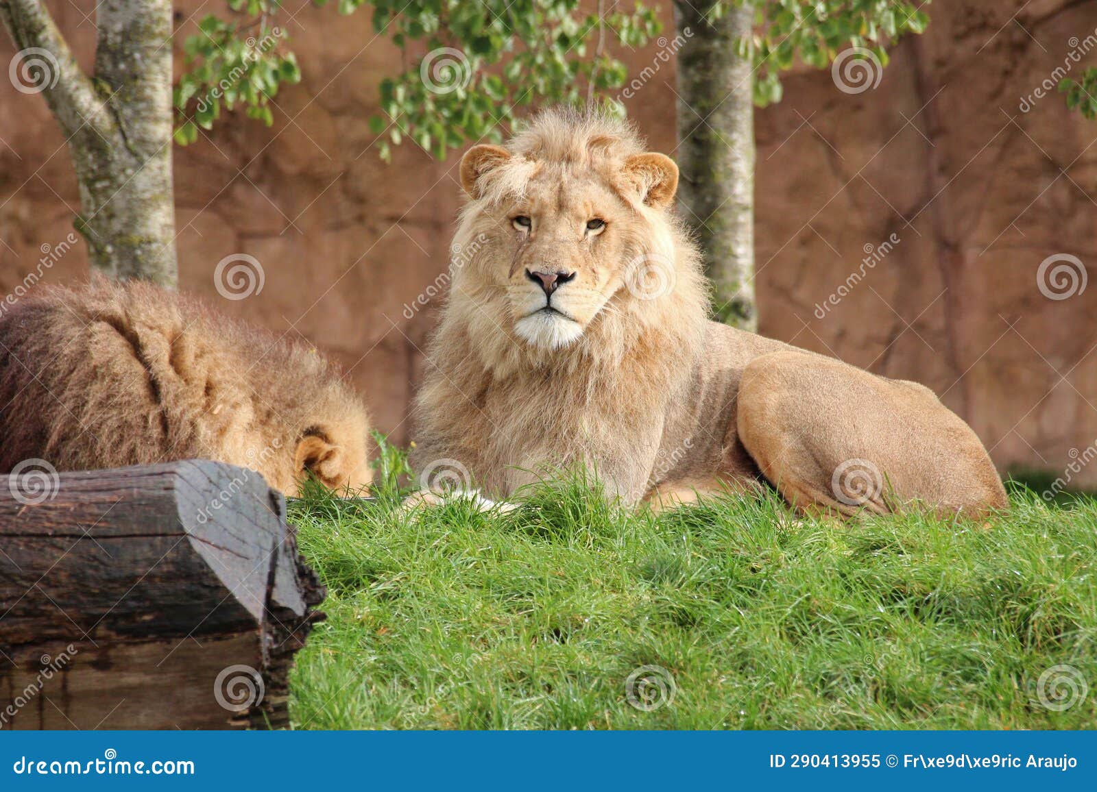 Lion france stock image. Image of wildlife, african 290413955