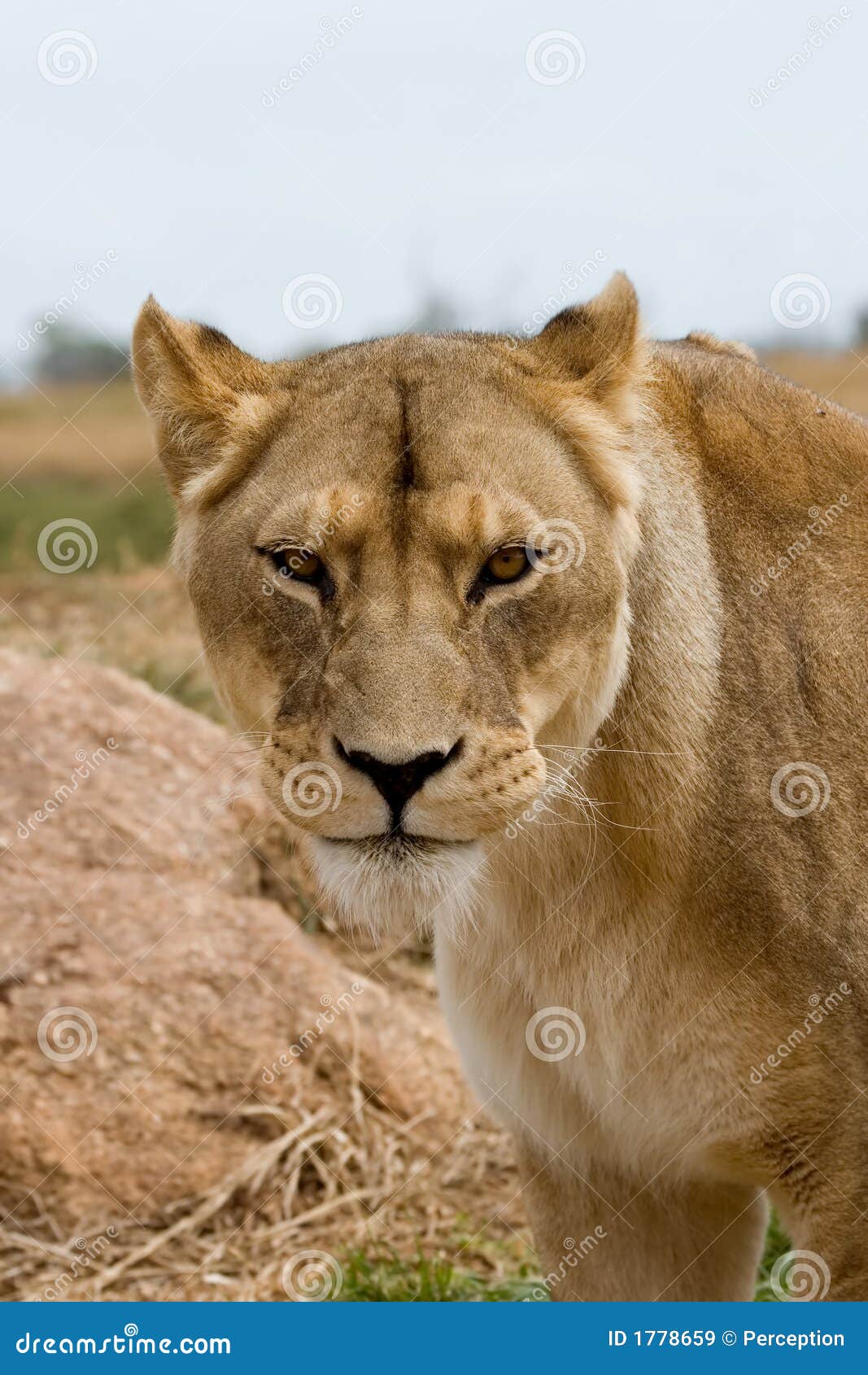 Lioness che fissa nell'obiettivo