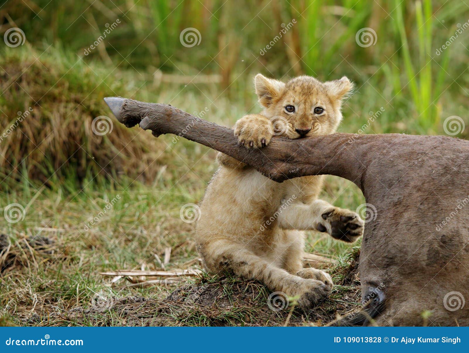 lioness cub trying to eat the carcass of wildebeest