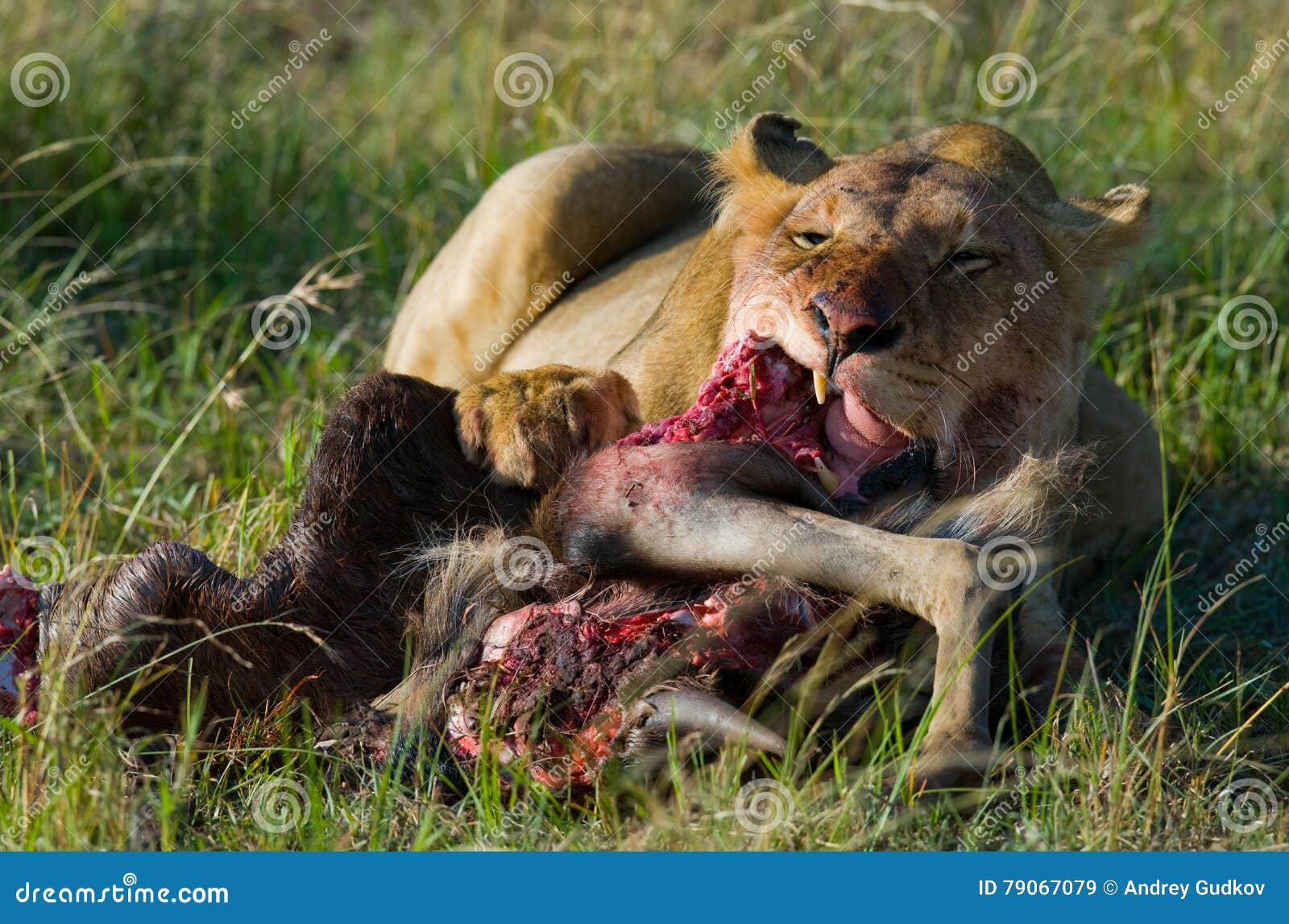 lioness eating killed wildebeest. national park. kenya. tanzania. masai mara. serengeti.